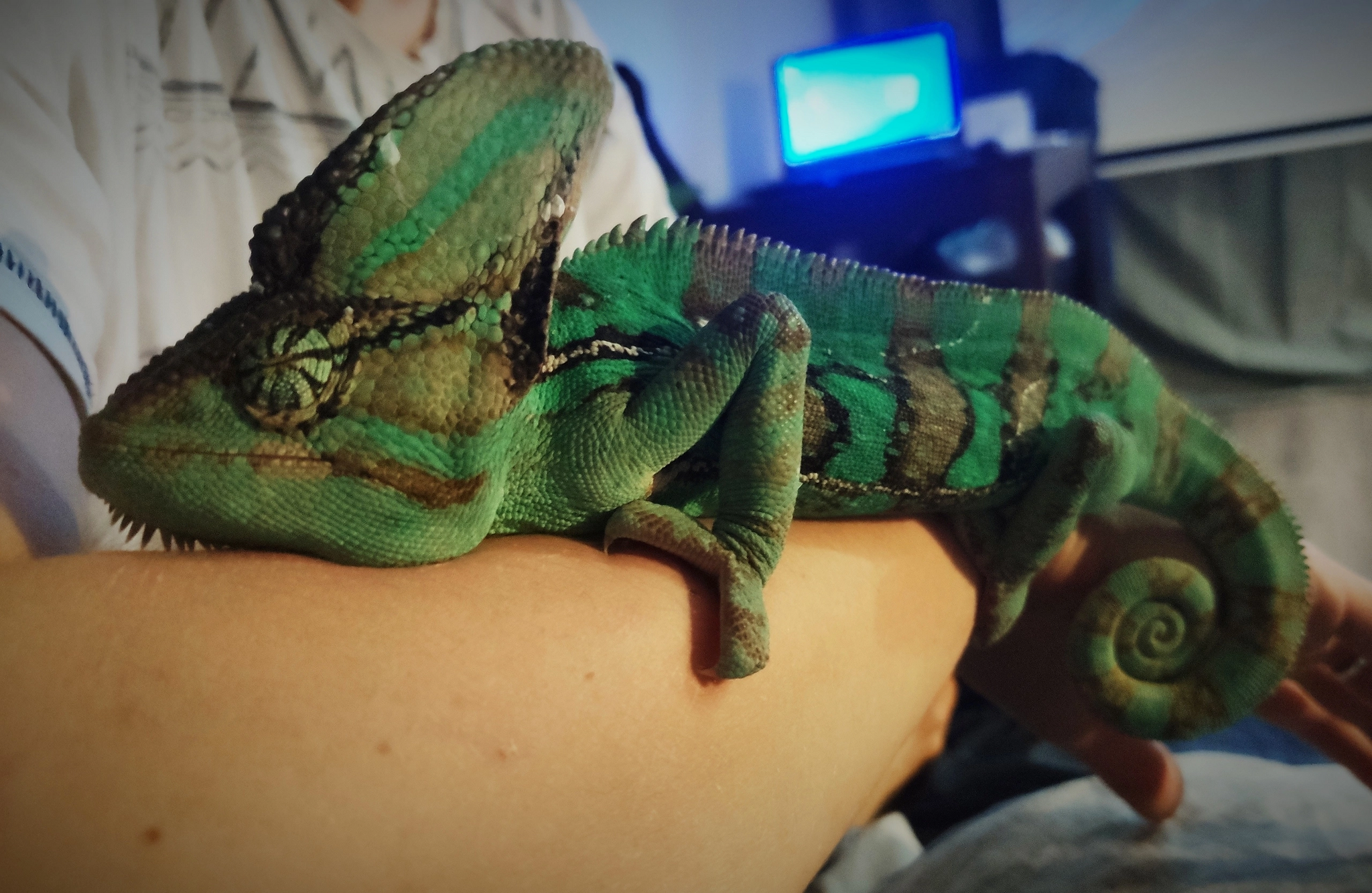 He is a chameleon! And his name is Jamon! - My, Pets, Reptiles at home, Video, Soundless, Longpost, Vertical video