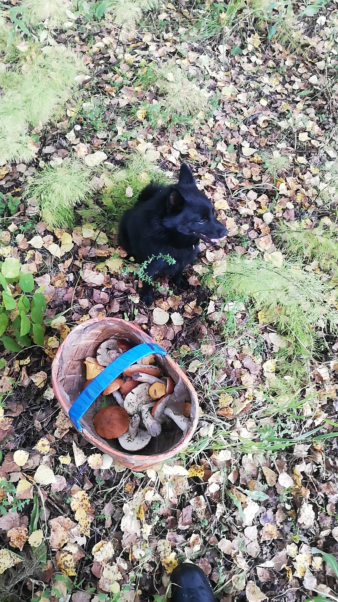 With shiperka for mushrooms - My, Schipperke, Dog, Mushrooms, Forest, Nature, Escudo, Relaxation, Mobile photography, Longpost, Novosibirsk region