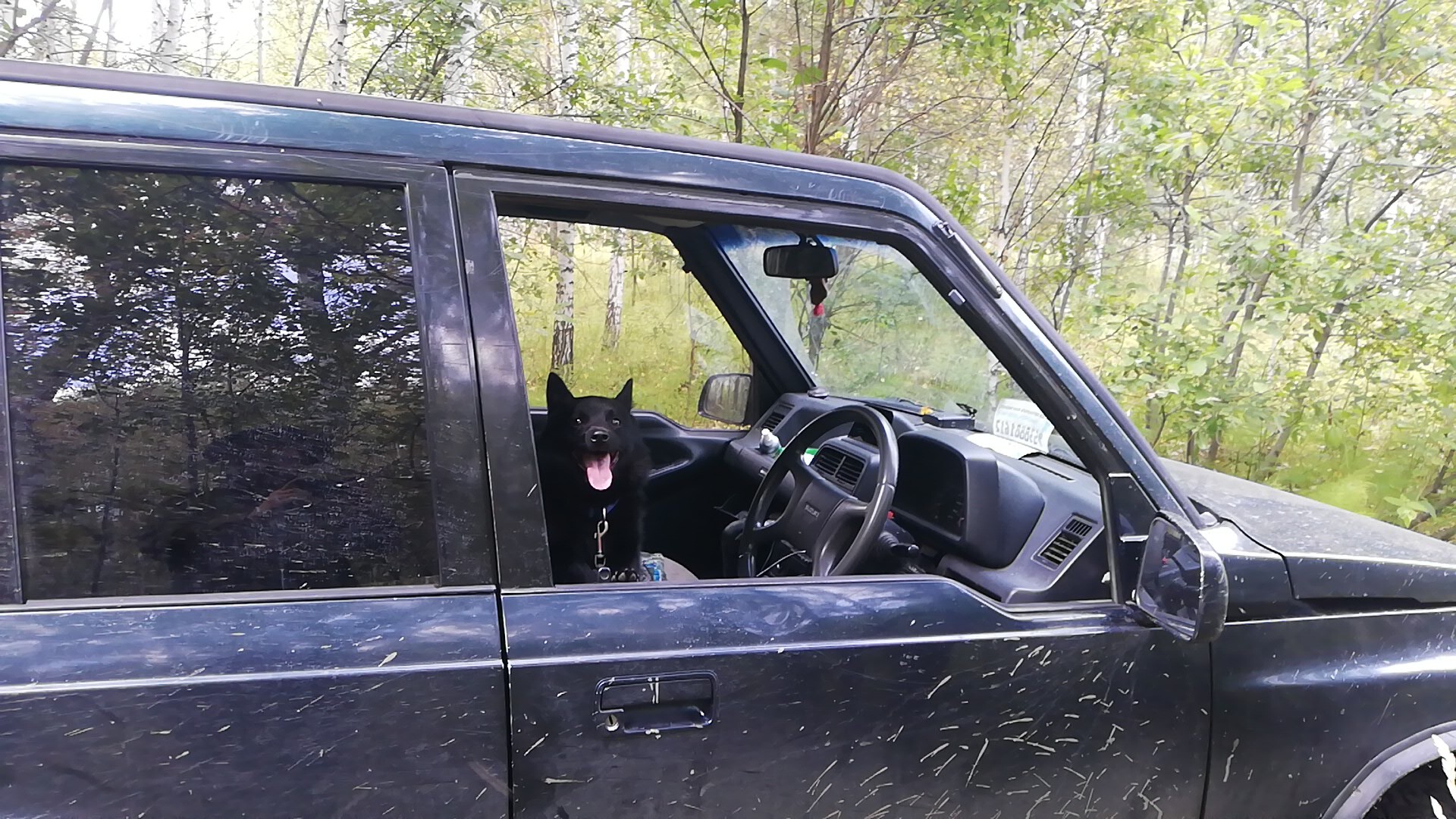 With shiperka for mushrooms - My, Schipperke, Dog, Mushrooms, Forest, Nature, Escudo, Relaxation, Mobile photography, Longpost, Novosibirsk region