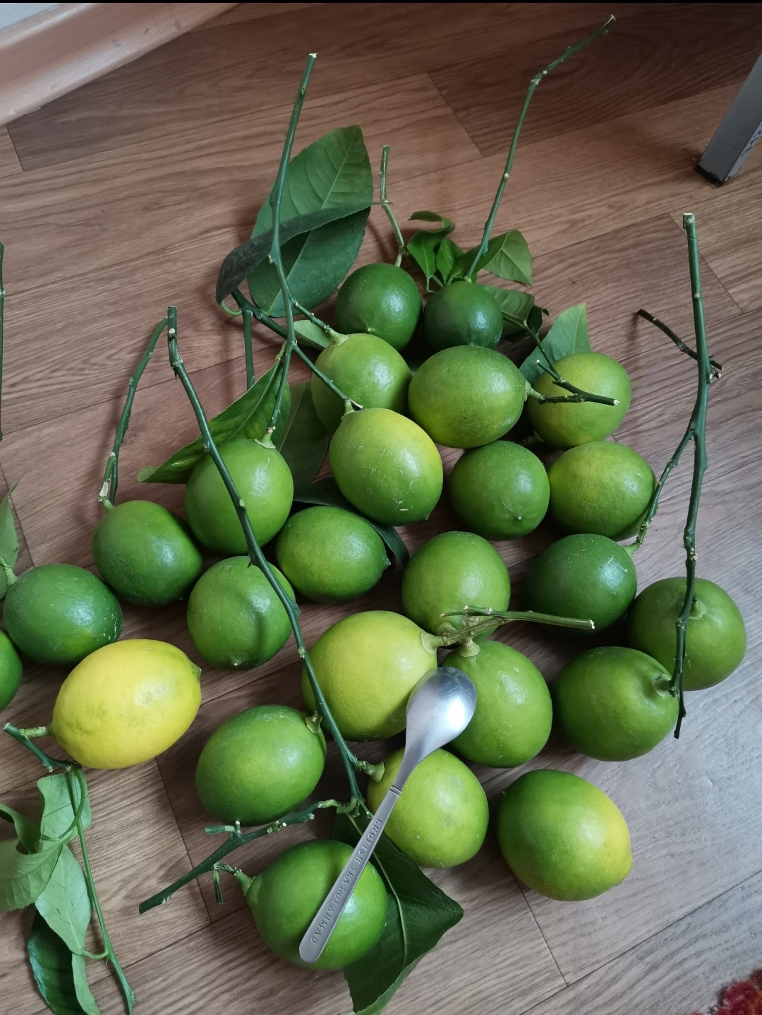 Lemons, 8 months have passed since budding, to summarize) - My, Citrus, Lemon, Houseplants, Harvest, Petropavlovsk-Kamchatsky, Longpost, Kamchatka