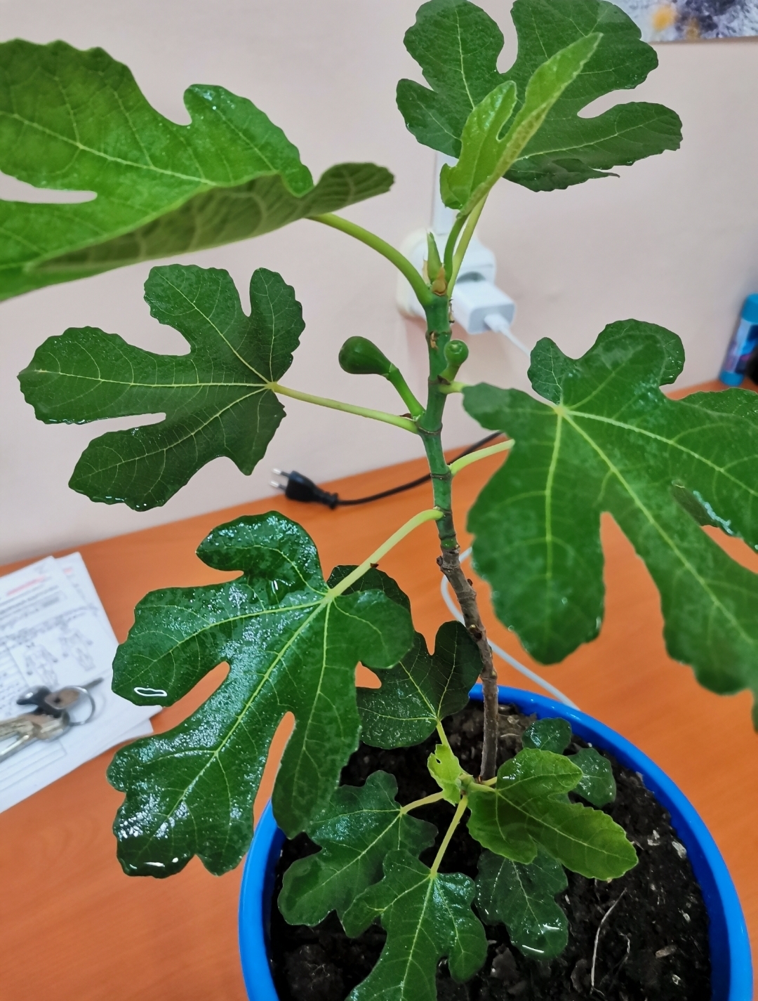 Lemons, 8 months have passed since budding, to summarize) - My, Citrus, Lemon, Houseplants, Harvest, Petropavlovsk-Kamchatsky, Longpost, Kamchatka