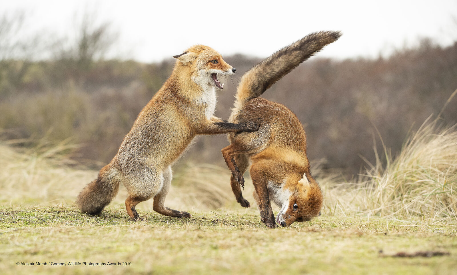 Fox tango - Fox, Wild animals, The photo, wildlife, Around the world