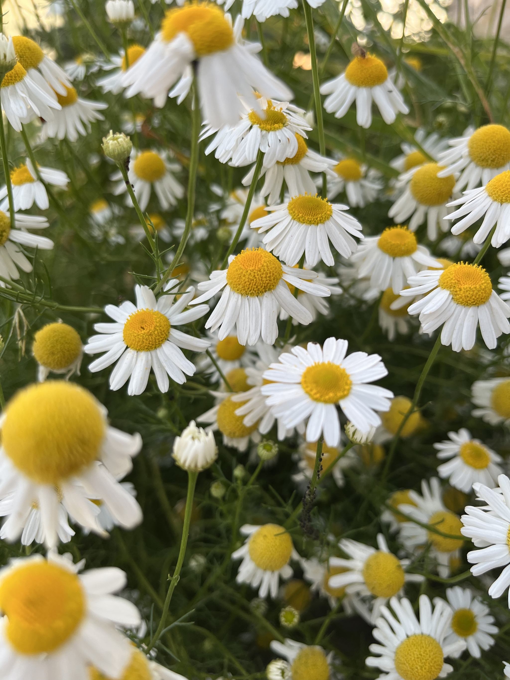 Flowers - My, Mobile photography, Flowers, the Rose, Chamomile, Longpost