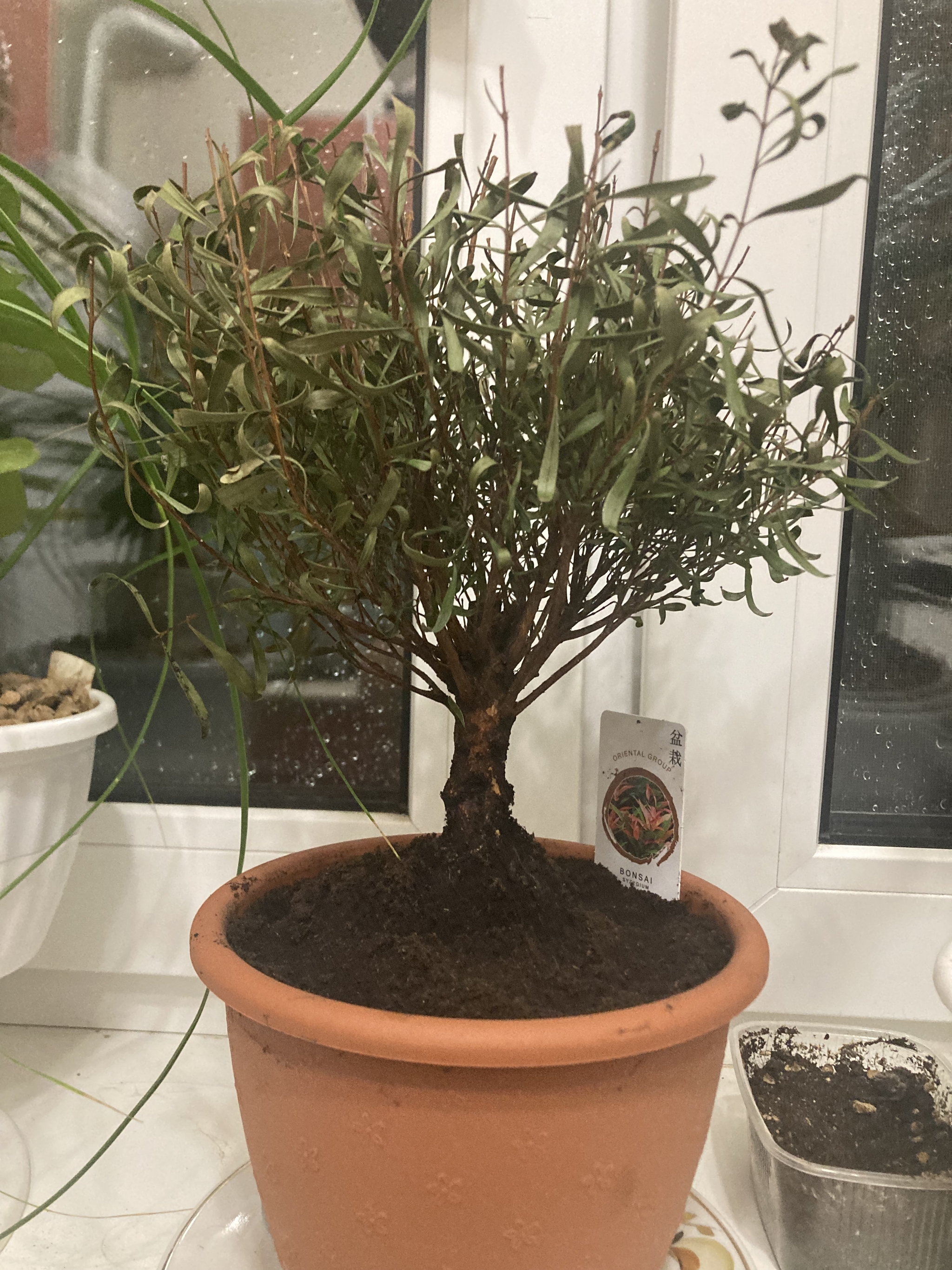 Meet my new friend Sigismund - Bonsai, Plants, Houseplants, Love, Longpost