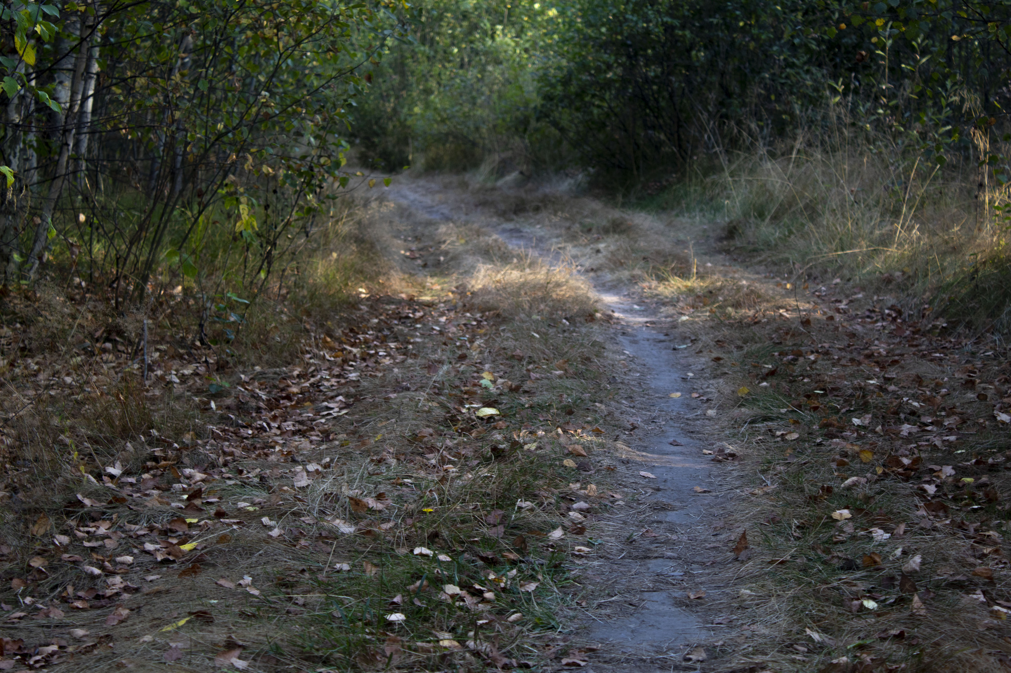 Last day of summer - My, The photo, Nature, Beginning photographer, Longpost