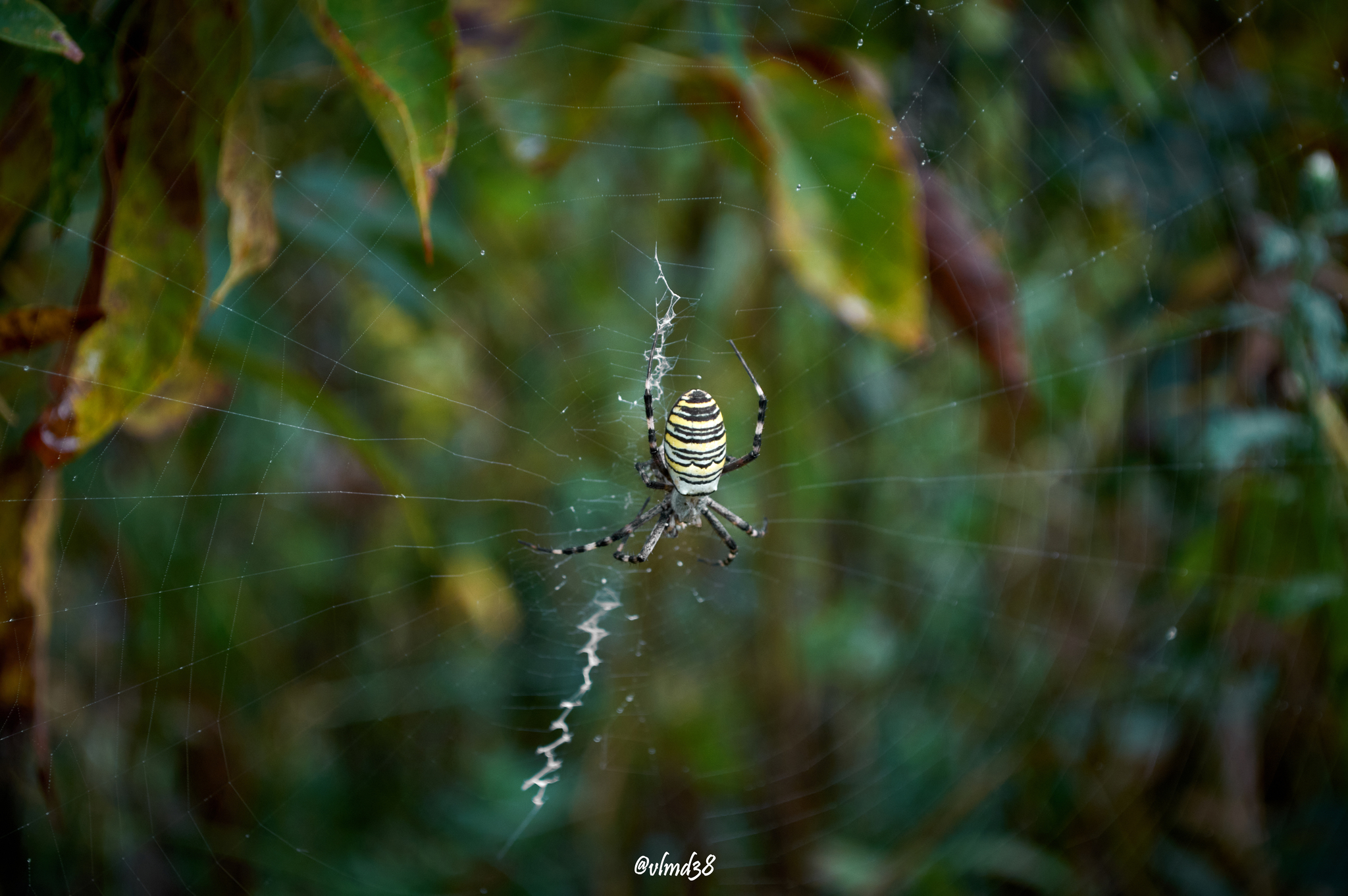 Some macro photography... - My, Macro photography, Nikon, Photographer, Spider, Insects, The photo, Longpost