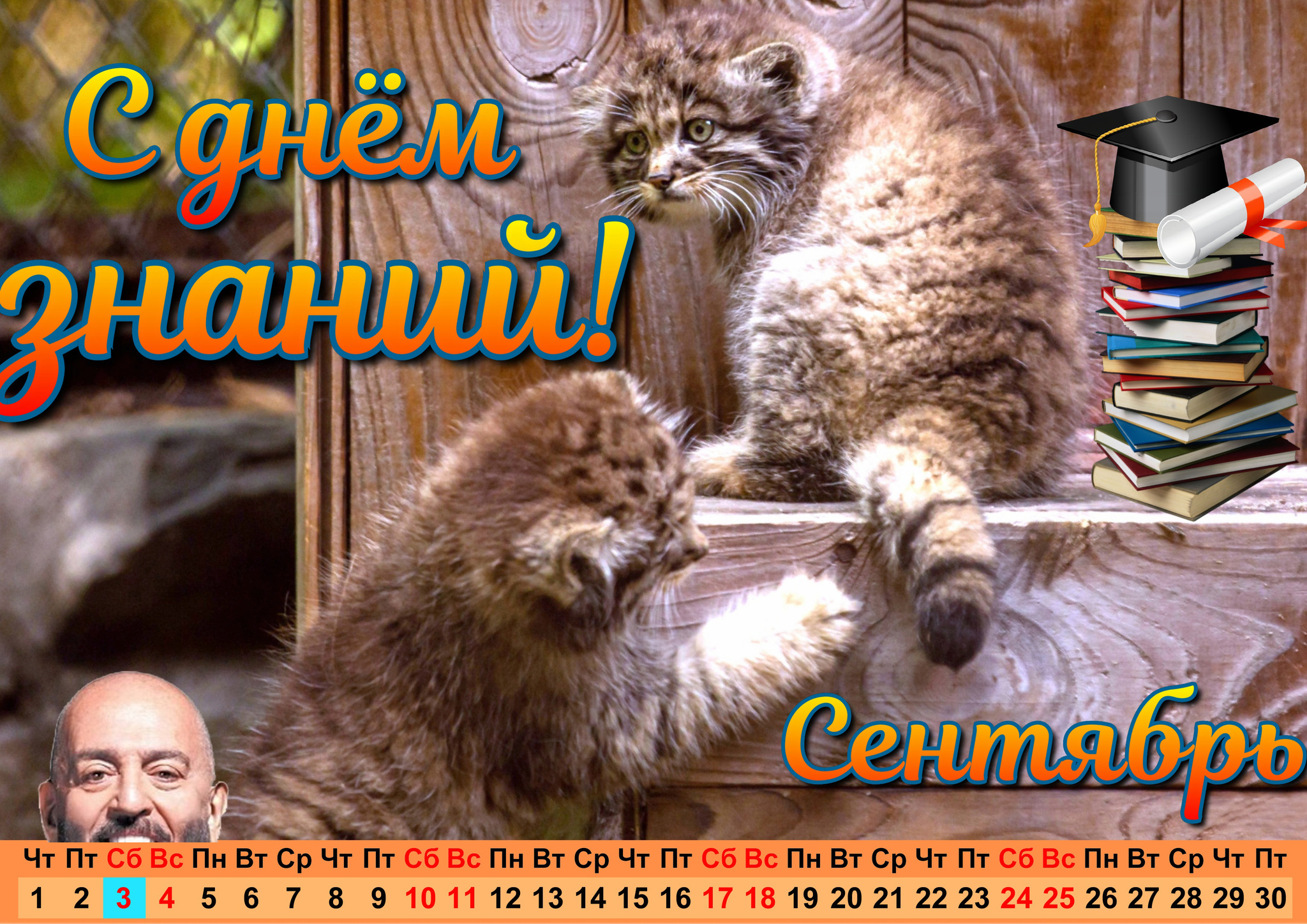 Calendar From manul. September v2.0 - Predatory animals, Small cats, Pallas' cat, Pet the cat, Young, Fluffy, The calendar, Cat family