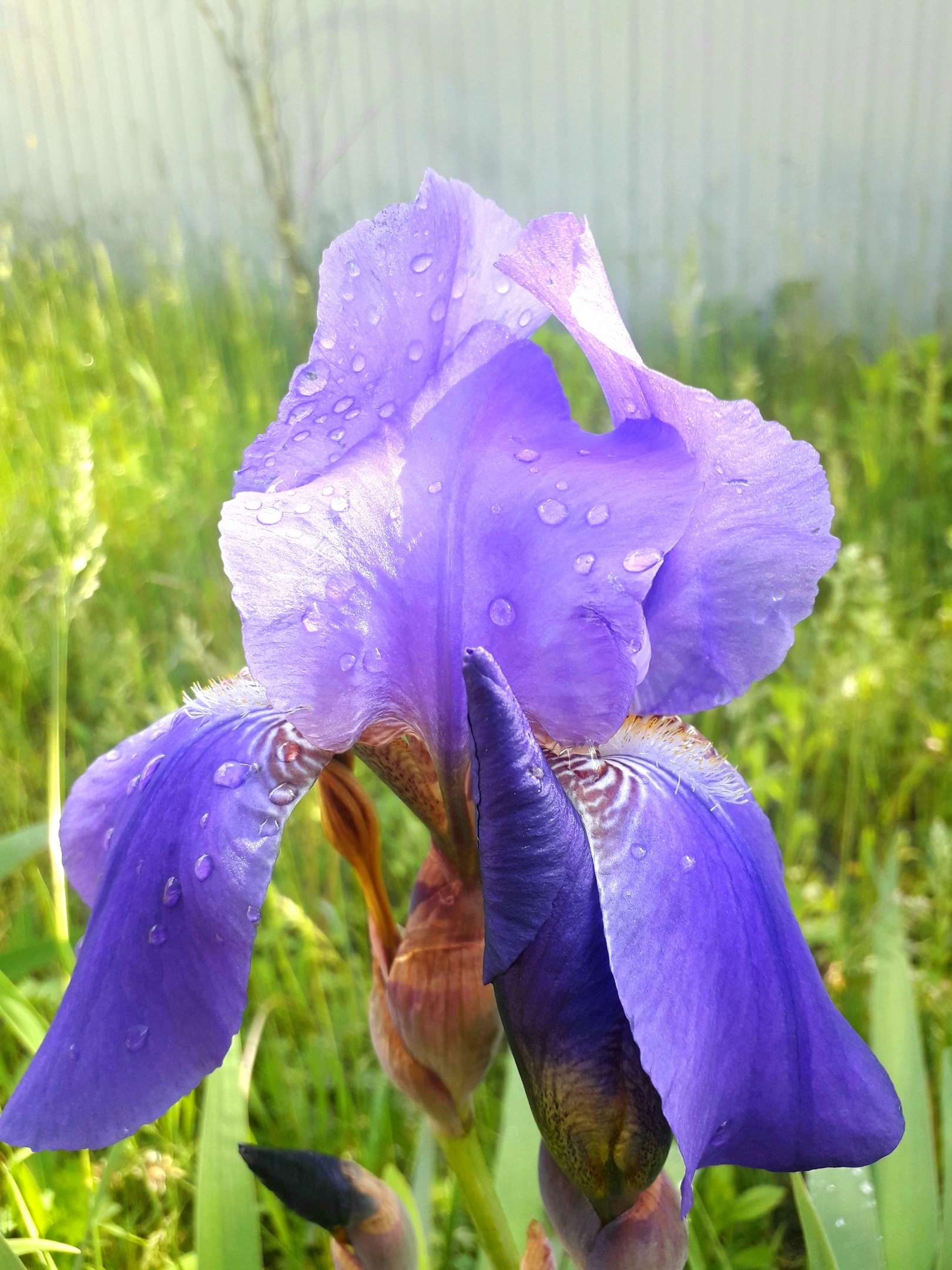 Dew drops on iris - My, Photographer, The photo, Mobile photography, Flowers, Summer, Nature