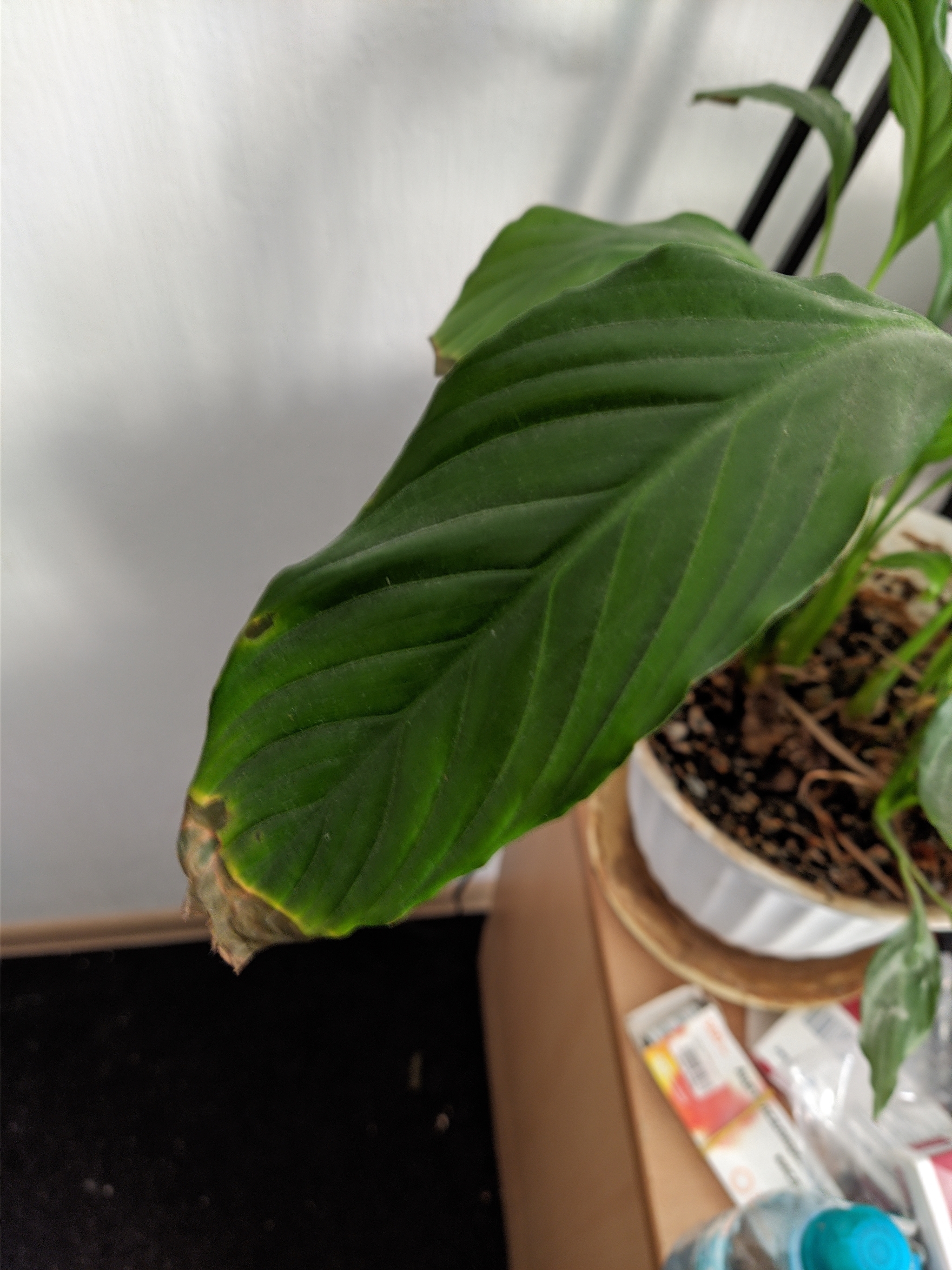 What can happen to a flower? - My, Houseplants, Gardening, Plants, Question, Plant diseases, Longpost