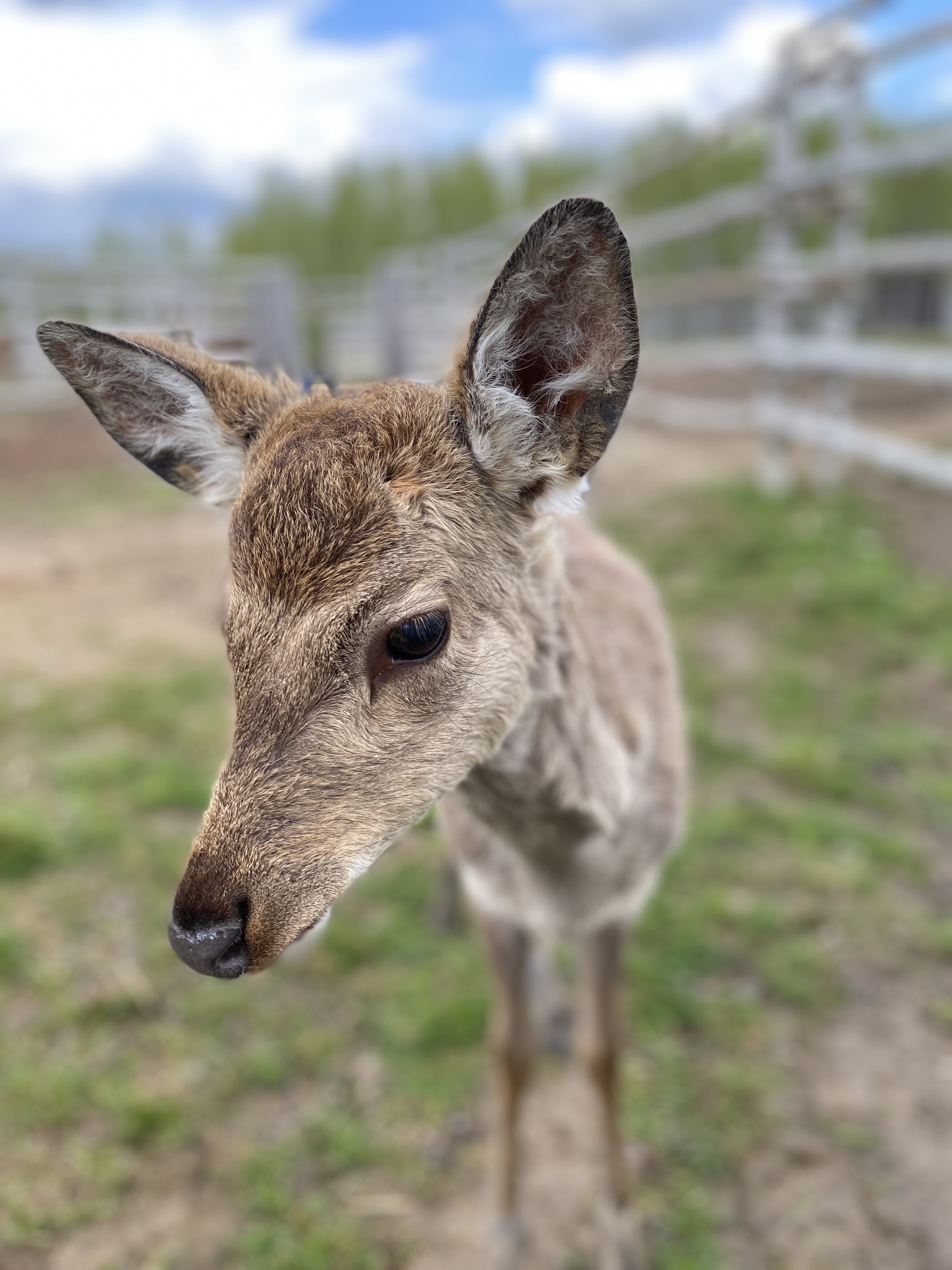 deer showing tongue - My, Deer, The photo, Reindeer husbandry, Longpost