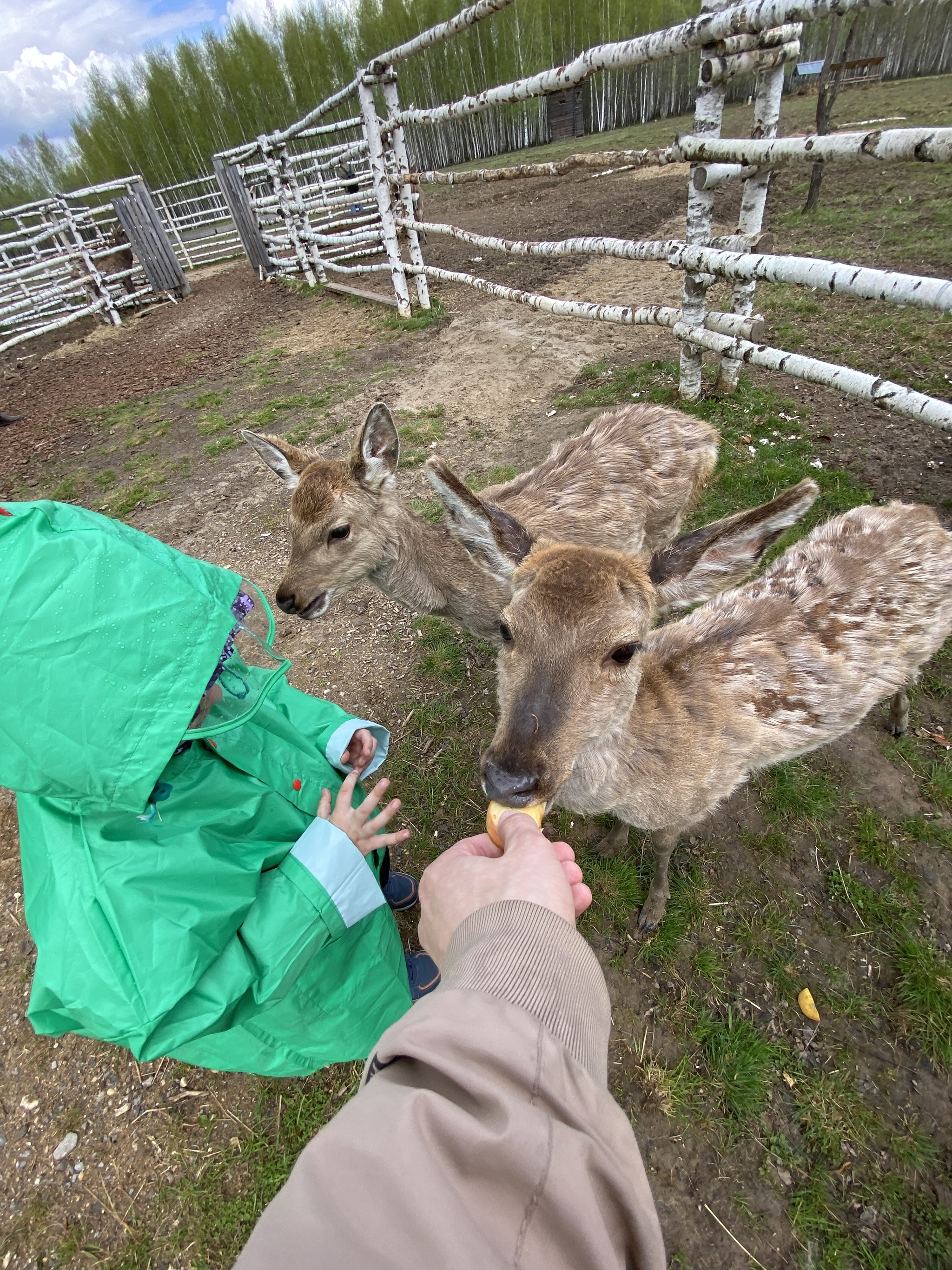 deer showing tongue - My, Deer, The photo, Reindeer husbandry, Longpost