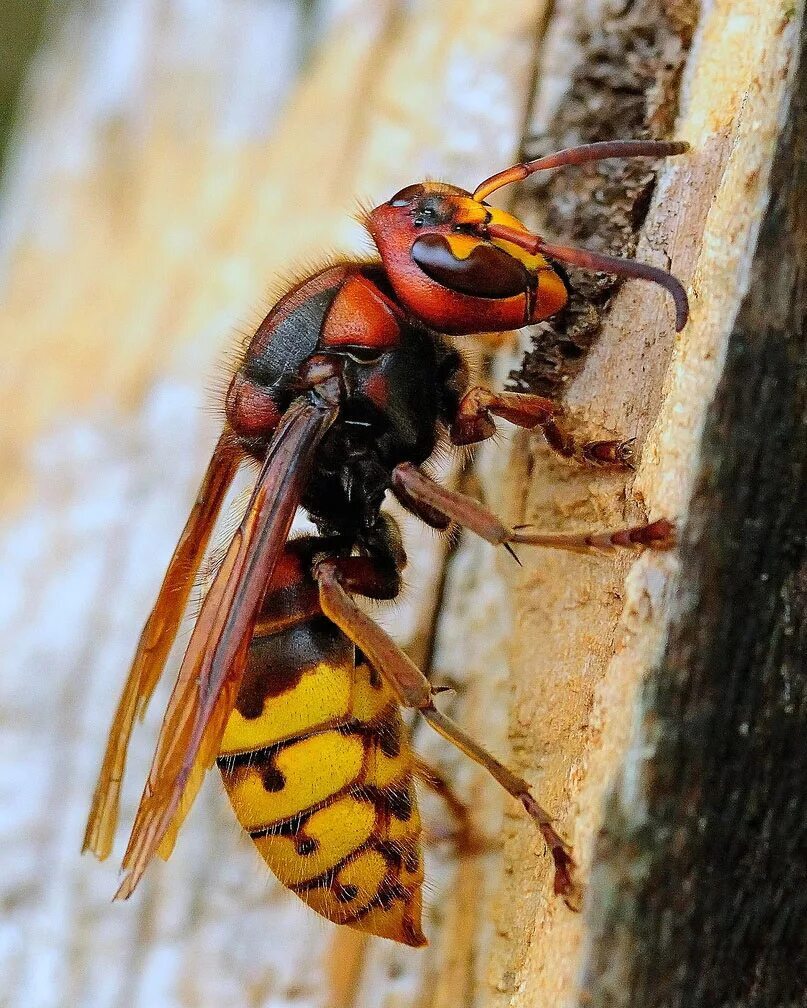 How I became a beekeeper August 2022.( Attack on the apiary) - Hornet, Bees, Apiary, Trap, Longpost