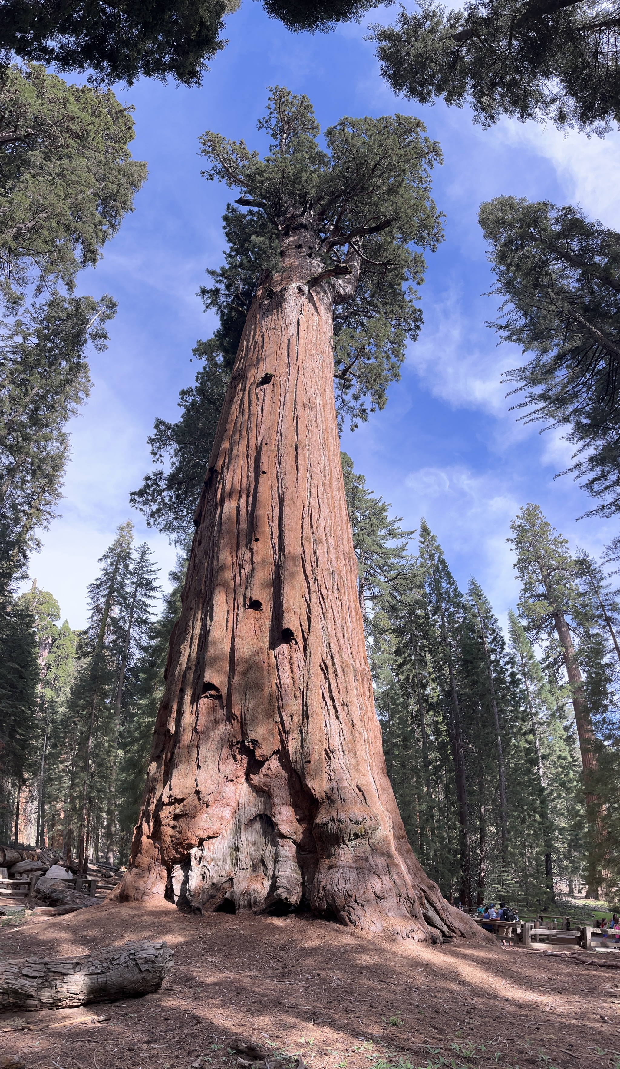 Секвойи в Sequoia National Park | Пикабу