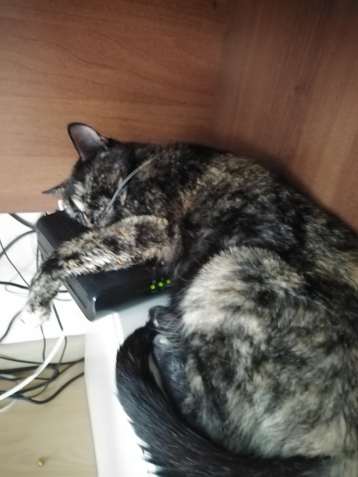 IT girl - cat, Modem, IT humor