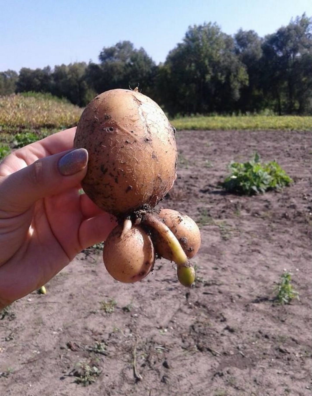 The situation with the potato harvest this year - The photo, Humor, Potato, Pareidolia