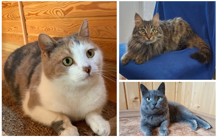 Seals and kitties temporarily live in the country and in overexposure, they will soon be on the street, so they really hope to find a home - Moscow region, In good hands, No rating, cat, The strength of the Peekaboo, Kaluga region, Maloyaroslavets, Obninsk, Homeless animals