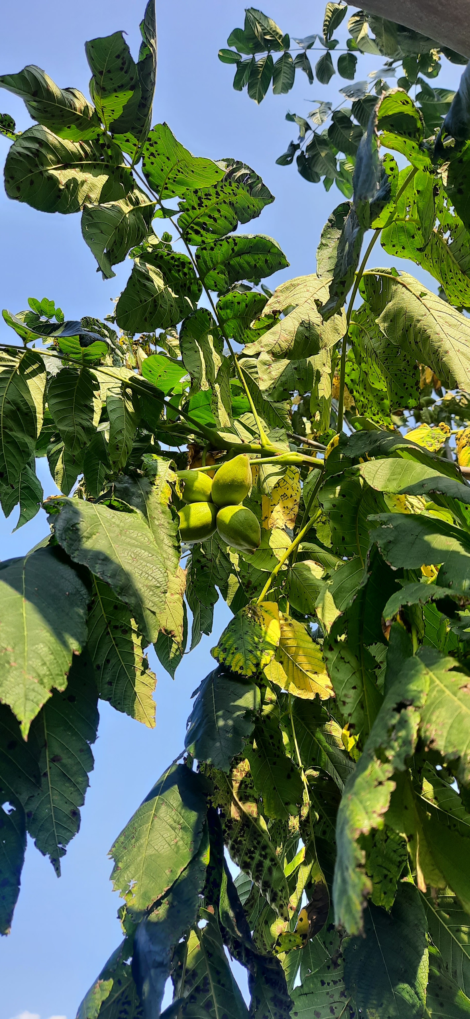 Tell me what kind of tree? - My, Gardening, Harvest, Tree, What's this?, Longpost