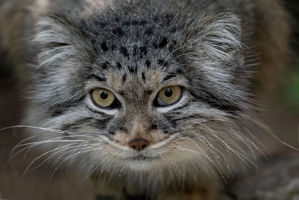 charming - Pallas' cat, Pet the cat, Small cats, Cat family, Wild animals, Fluffy, The photo