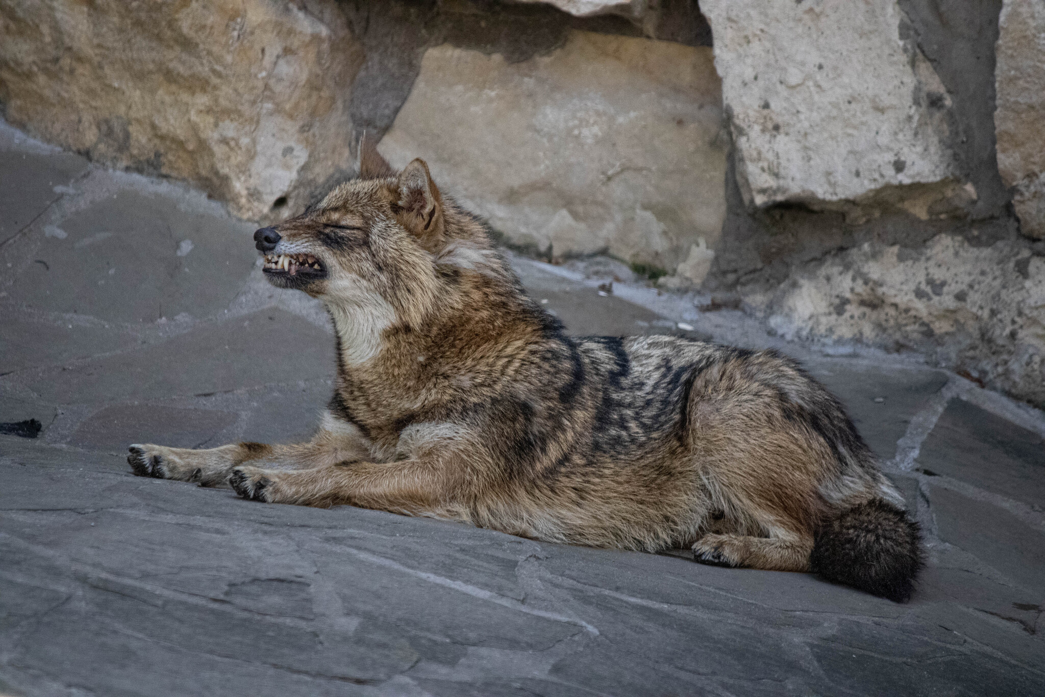 Yawning Jackal 1/10 - My, The photo, Jackal, Yawn, Zoo, Canines, Moscow Zoo