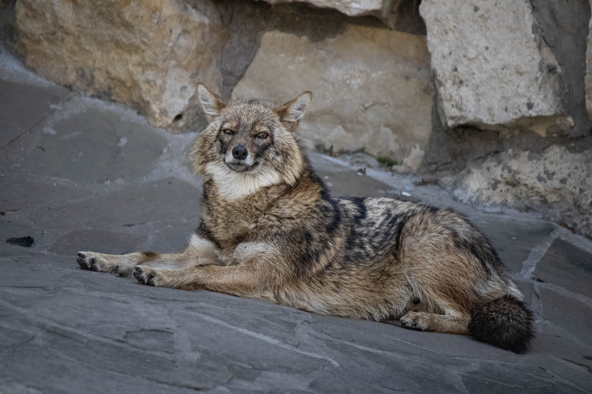 Yawning Jackal 1/10 - My, The photo, Jackal, Yawn, Zoo, Canines, Moscow Zoo