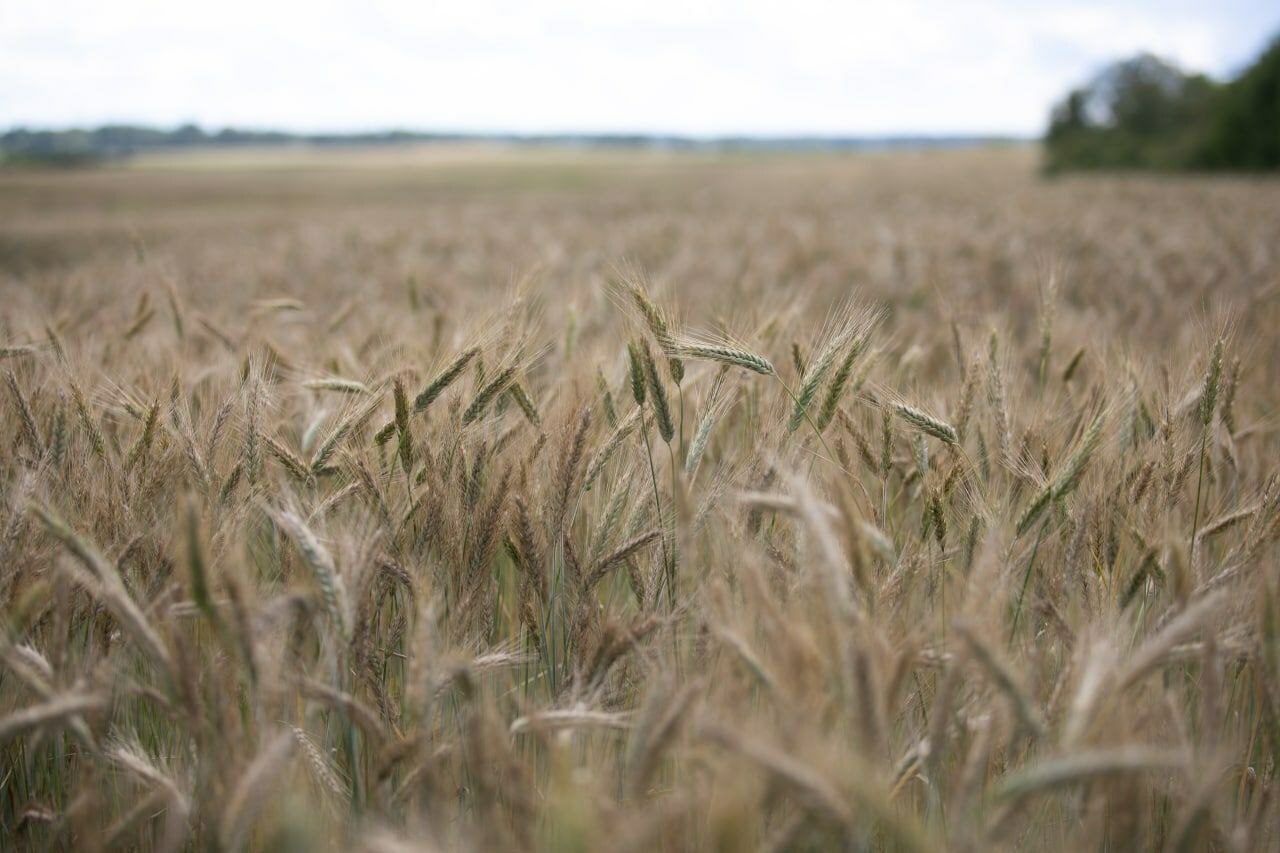 Belarusian field - Crossposting, Pikabu publish bot, The photo, Field, Spikelet, Canon, Beginning photographer