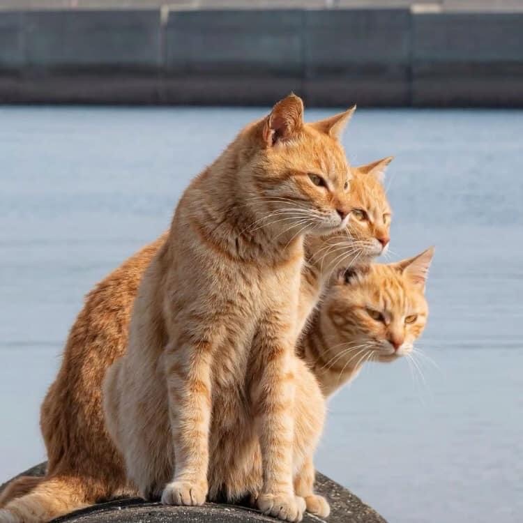 Fan - cat, Redheads, The photo, Pets