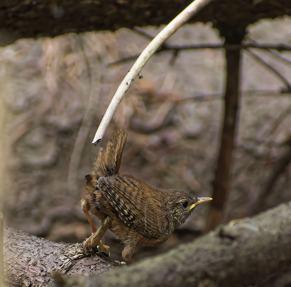 bullytail - My, Photo hunting, Nature, The nature of Russia, Ornithology, Chick, Hobby, The photo, beauty of nature, Birds