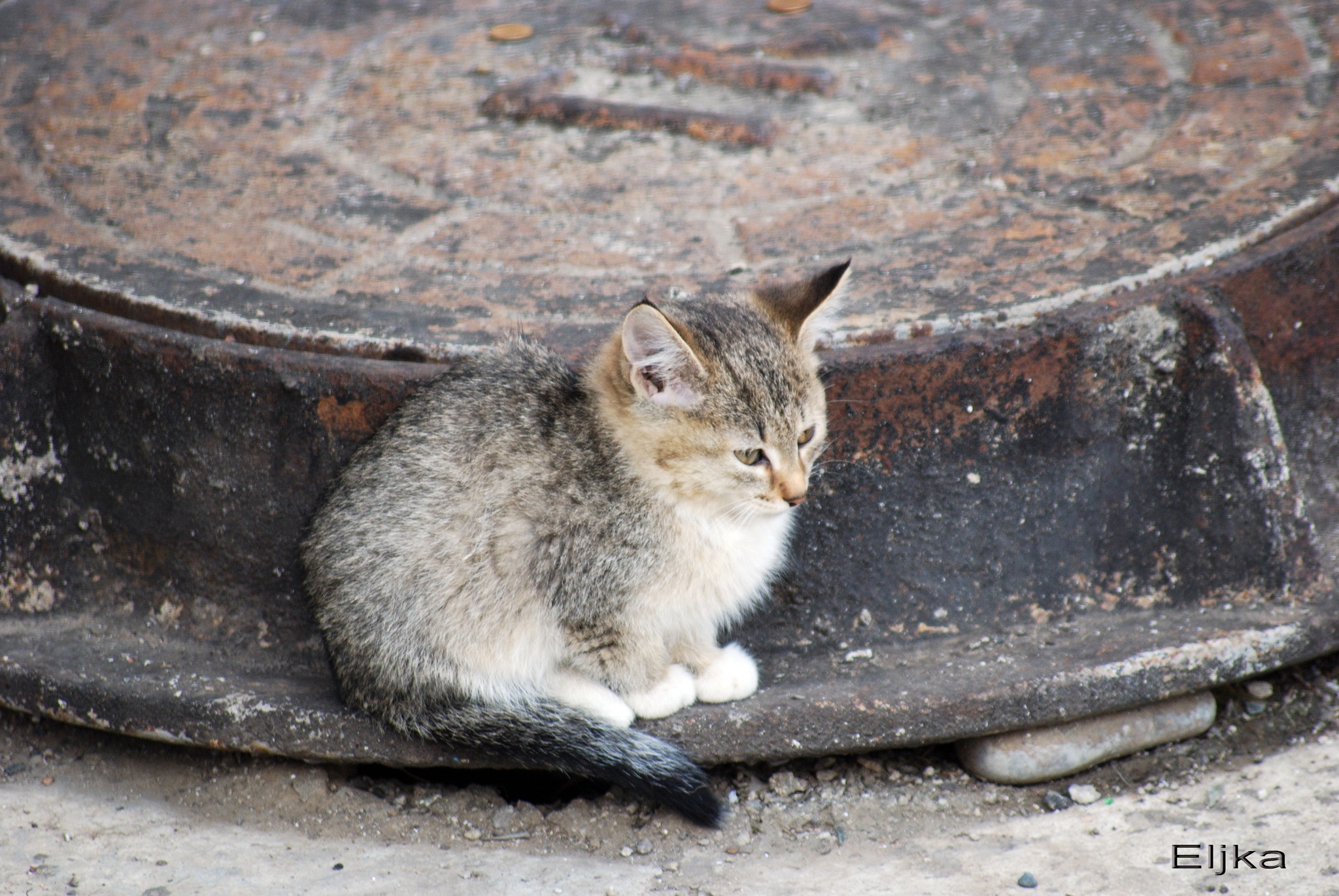 Бездомный кот