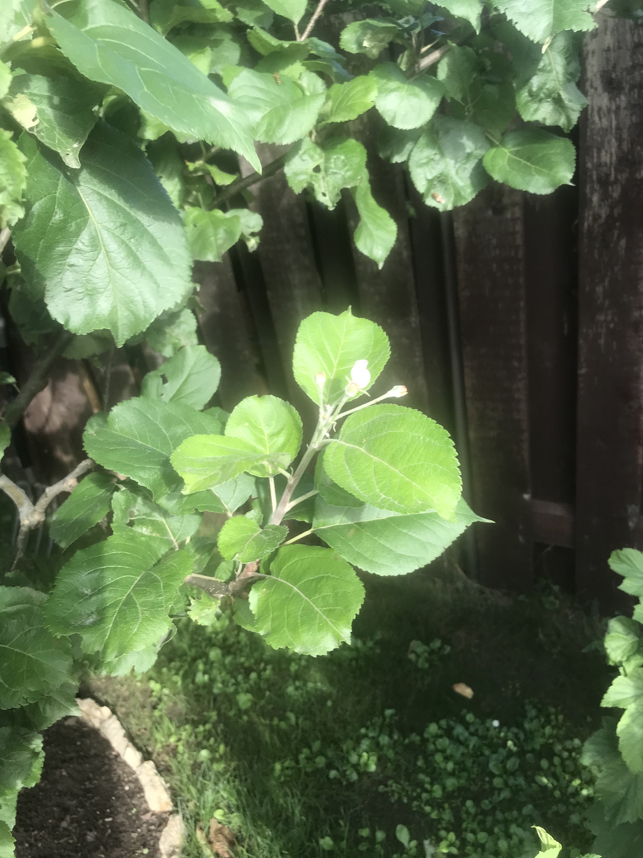 The first of September, the apple tree blossomed - My, Estonia, Nature, Apple tree