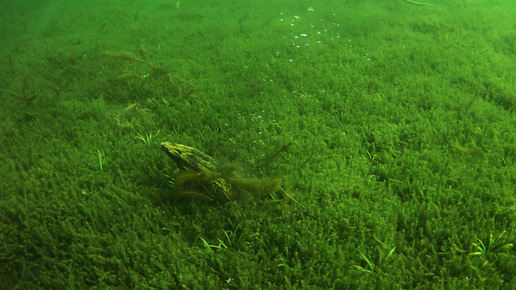 Turgoyak - My, The photo, Tourism, Travel across Russia, Lake, Turgoyak, Longpost, Under the water