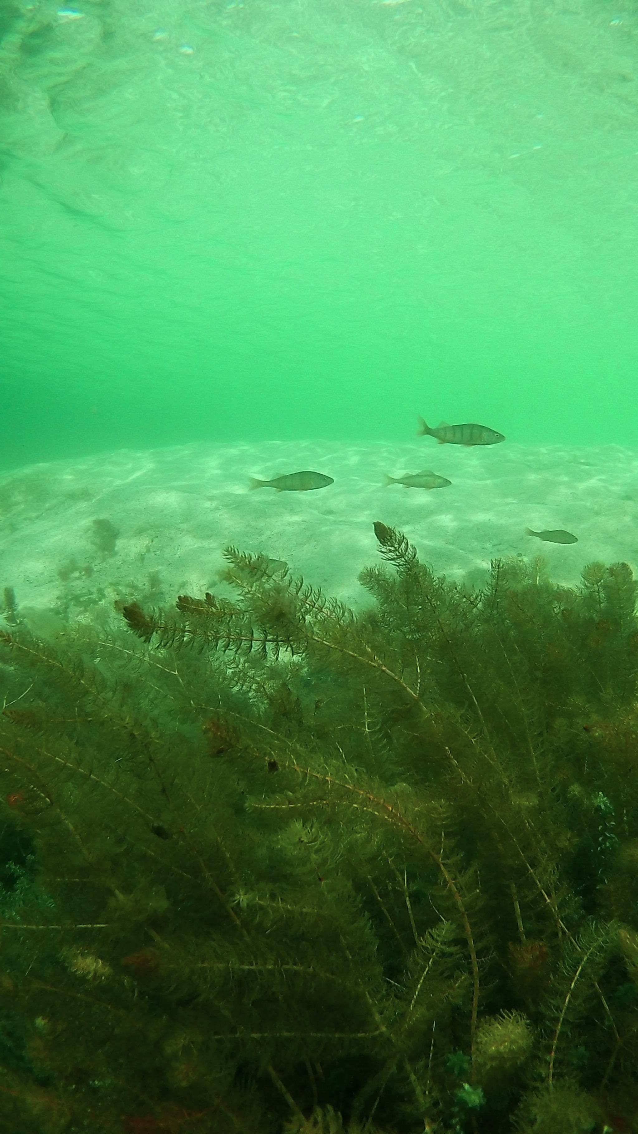 Turgoyak - My, The photo, Tourism, Travel across Russia, Lake, Turgoyak, Longpost, Under the water