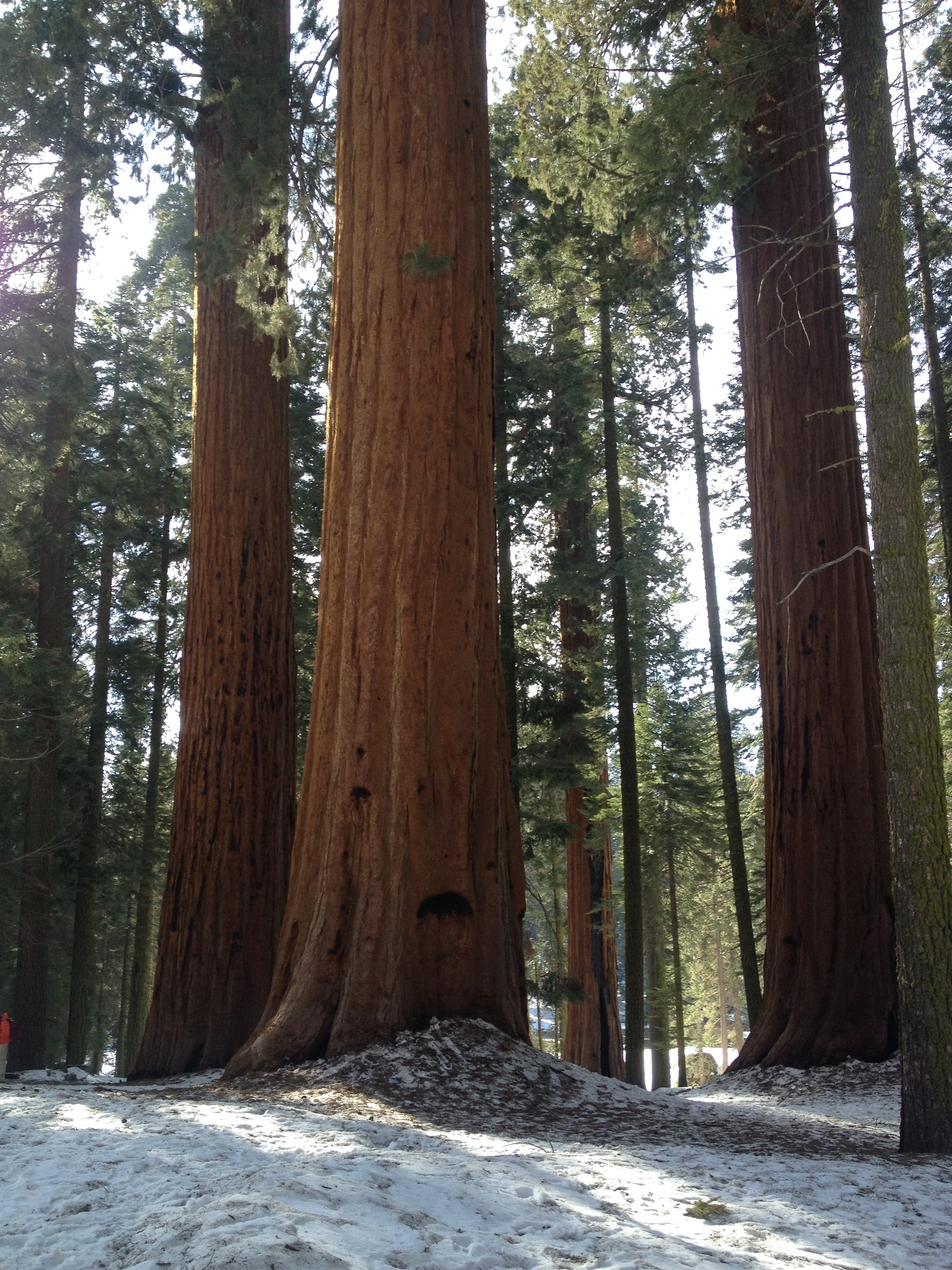 Ответ на пост «Секвойи в Sequoia National Park» - Моё, Отпуск, Путешествия, Туризм, США, Секвойя, Национальный парк Секвойя, Вид, Гиганты, Поездка, Поездка в Америку, Ответ на пост, Длиннопост, Национальный парк