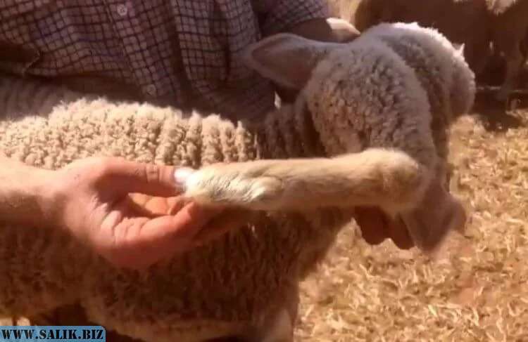 Феноменальная генетическая комбинация