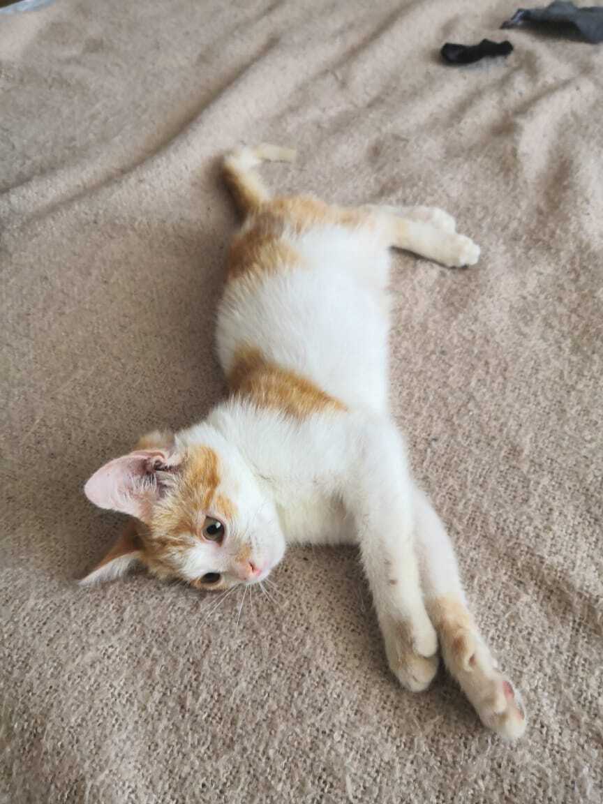 Continuation of the post “They threw a WHITE-RED cat. I'm looking for a home or overexposure for a cat - In good hands, Homeless animals, Animal shelter, Kittens, Volunteering, Veterinary, Animal Rescue, No rating, Lost, Moscow region, Moscow, The rescue, Kindness, cat, Reply to post, Longpost