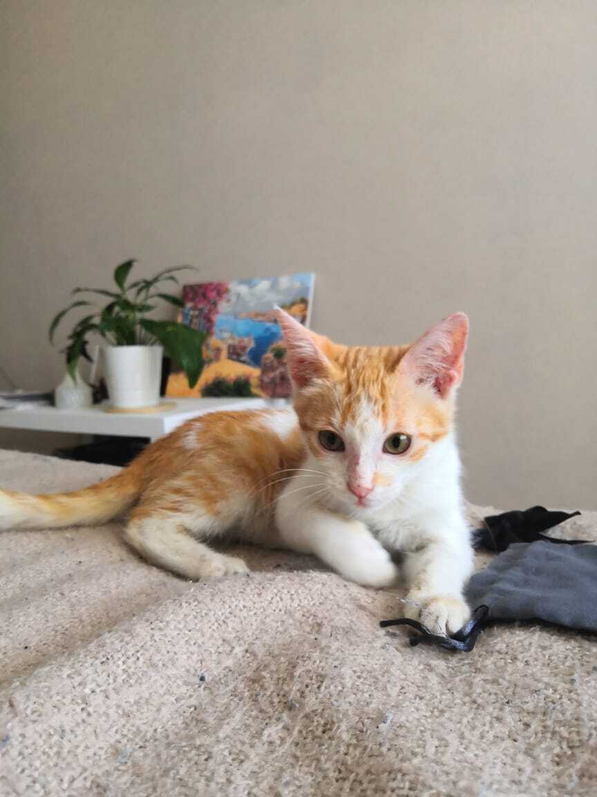 Continuation of the post “They threw a WHITE-RED cat. I'm looking for a home or overexposure for a cat - In good hands, Homeless animals, Animal shelter, Kittens, Volunteering, Veterinary, Animal Rescue, No rating, Lost, Moscow region, Moscow, The rescue, Kindness, cat, Reply to post, Longpost