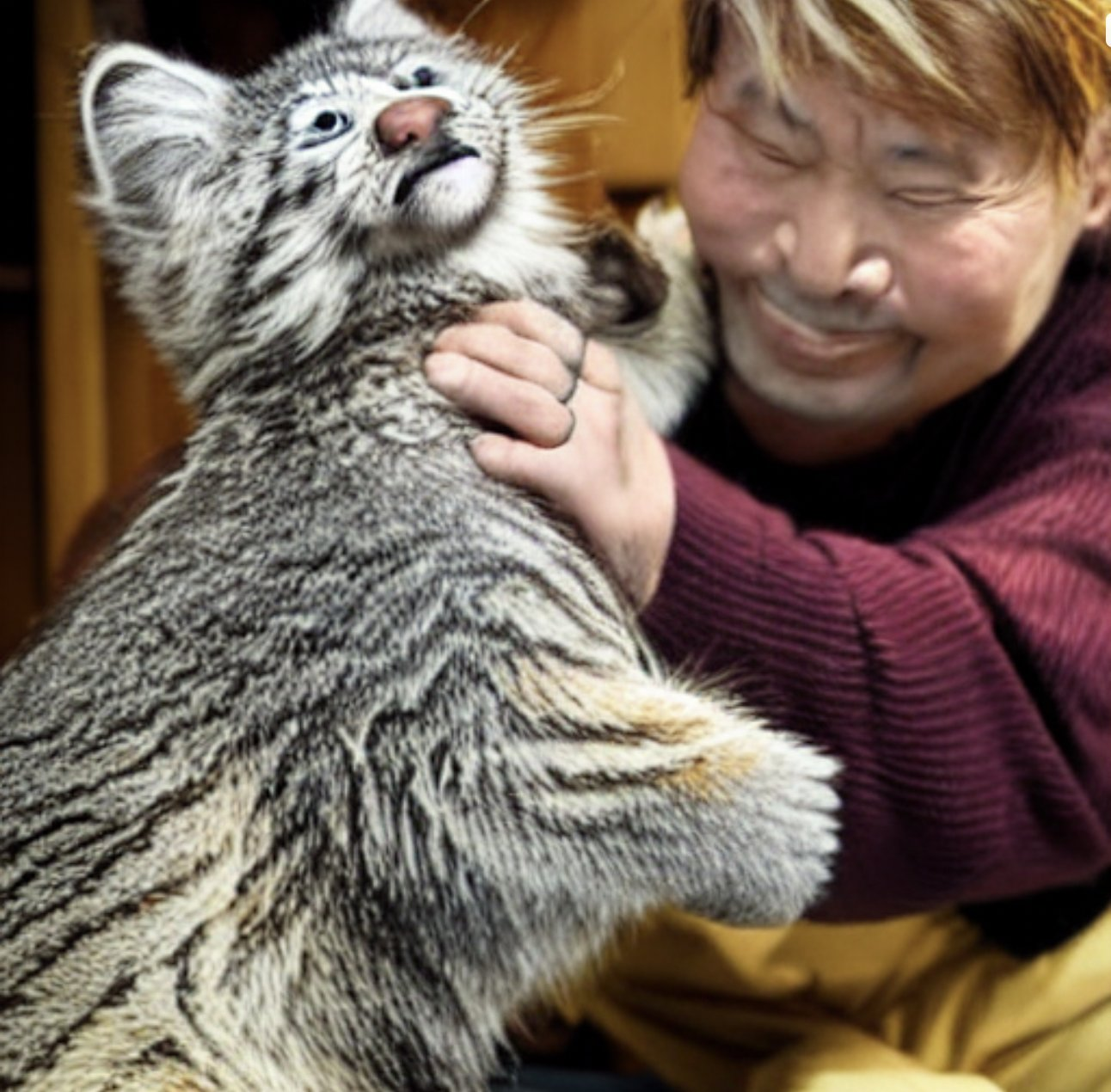 I don't know what's going on here XD - Pallas' cat, Pet the cat, Cat family, Small cats, Longpost