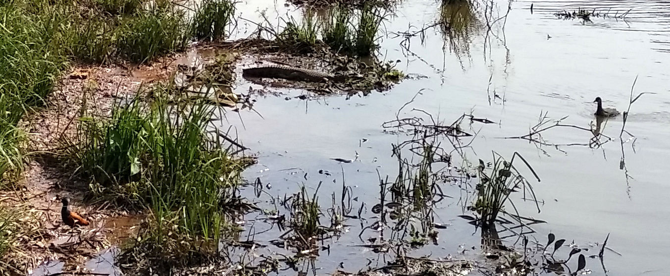 How I photo-hunted caimans in the center of a Paraguayan city - My, Caiman, Living abroad, Tourism, Travels, South America, Longpost, Paraguay