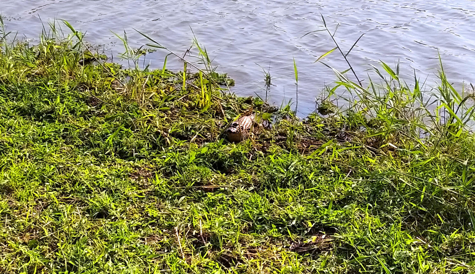 How I photo-hunted caimans in the center of a Paraguayan city - My, Caiman, Living abroad, Tourism, Travels, South America, Longpost, Paraguay