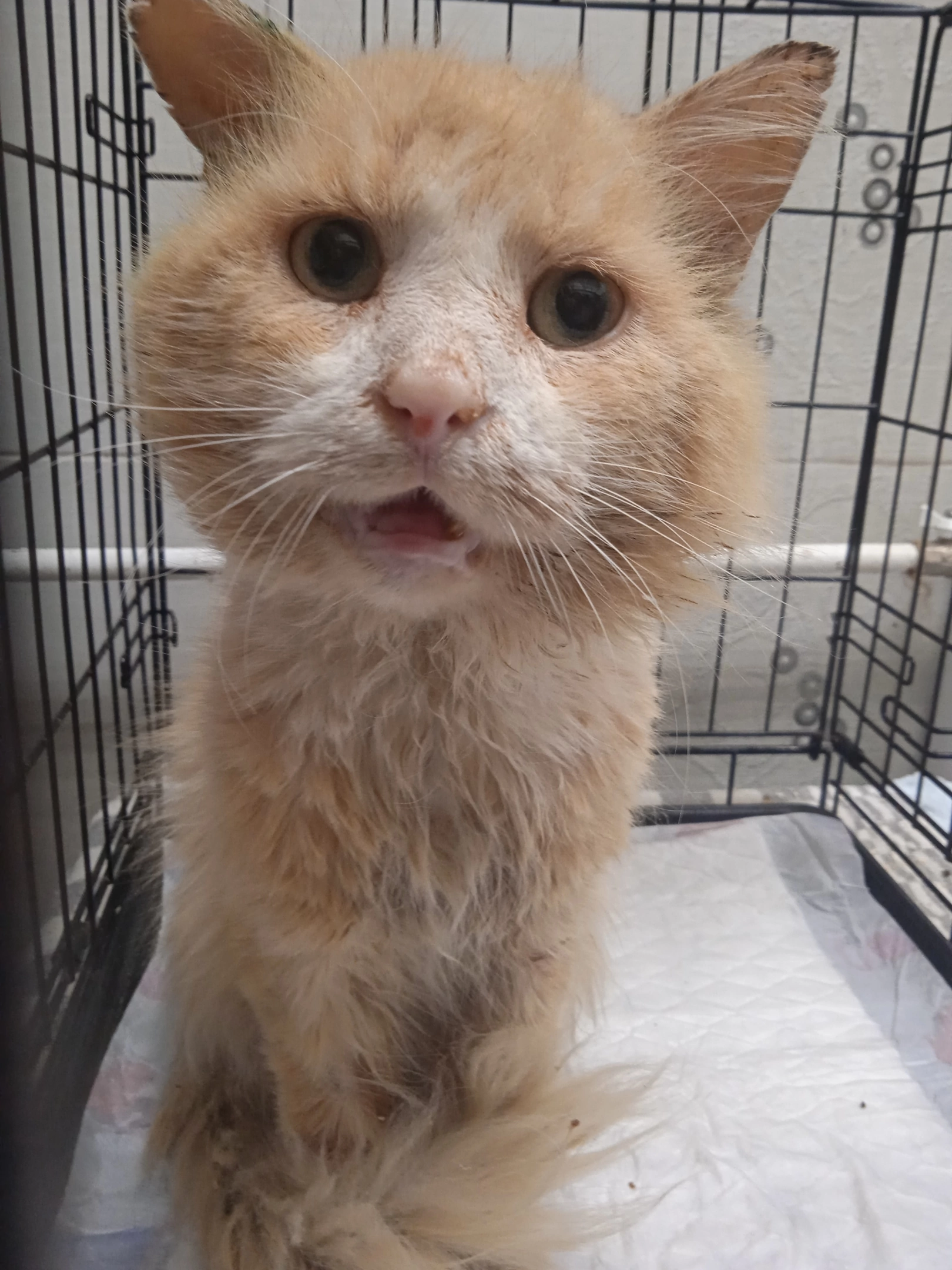 Continuation of the post “The red toothless old cat with poor eyesight really needs a home. Was on the street. St. Petersburg and Leningrad Region (Tosno) - My, cat, Kittens, Animal Rescue, Homeless animals, Leningrad region, Tosno, Reply to post, Longpost, Saint Petersburg