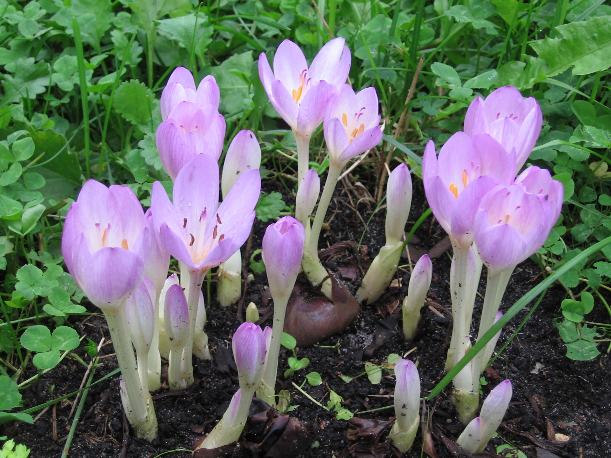 Colchicum... - My, Nature, The photo, Flowers, Timeless, Autumn