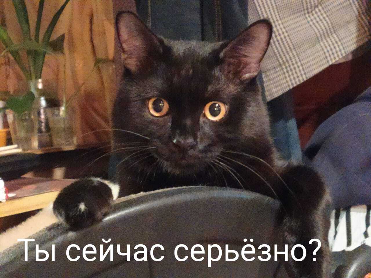 Europe turned off the gas? Are you serious now? - Gas, Europe, Memes, cat, Black cat, Nord Stream-2, European Union, Picture with text