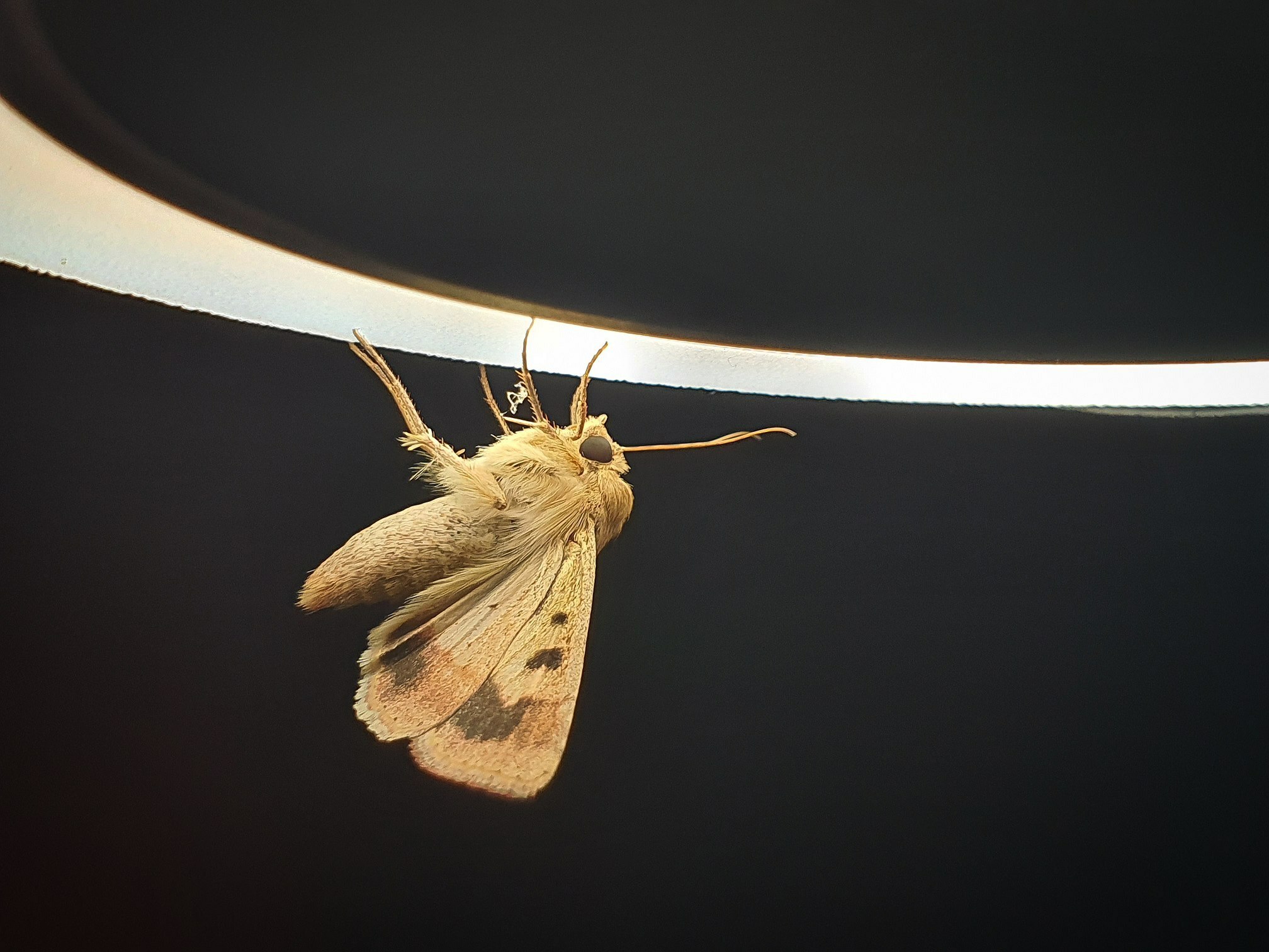 Oh my lamp - My, Crossposting, Pikabu publish bot, Insects, Butterfly, Macro photography