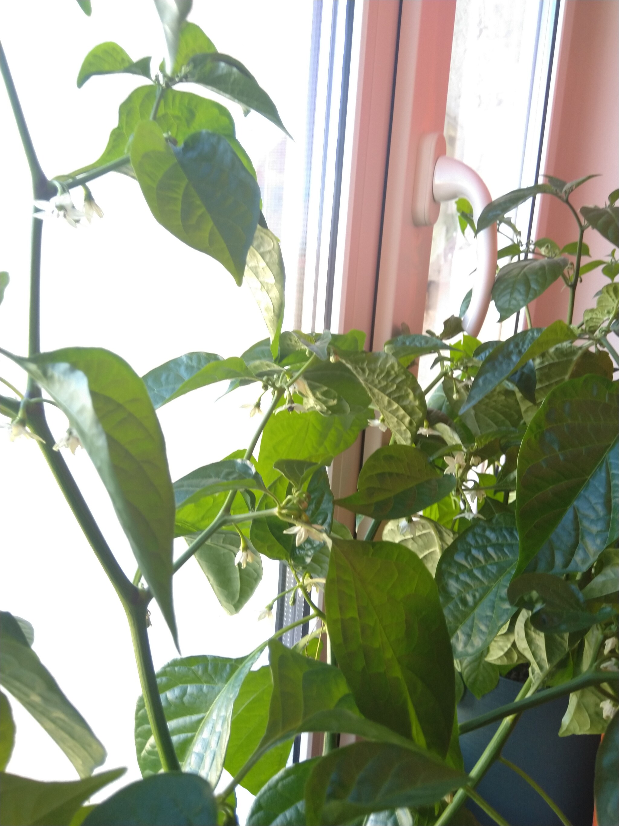 League of pepper growers question - My, Pepper farming, Growing, No rating