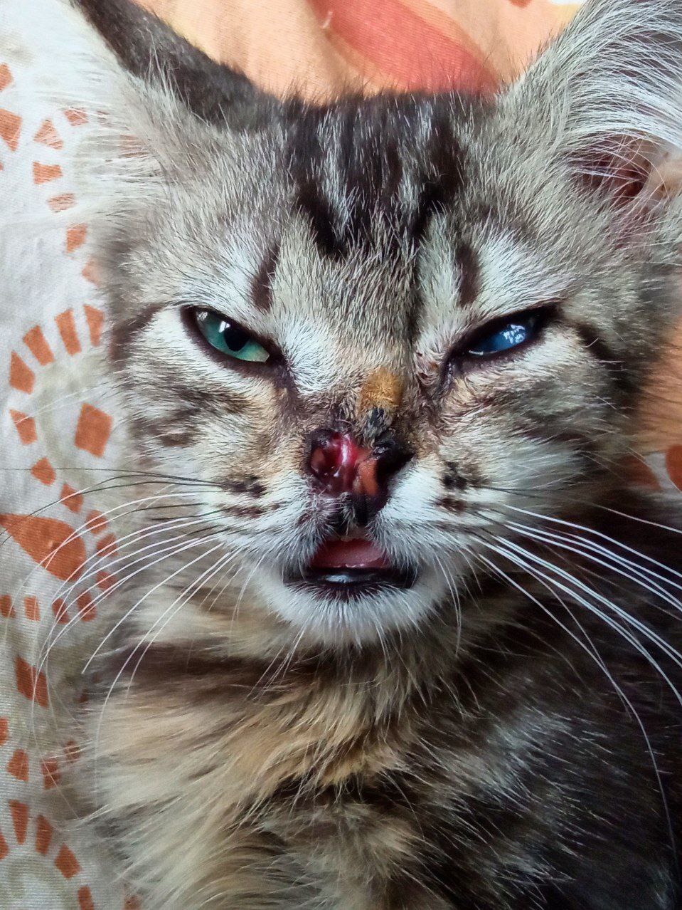 Continuation of the post “Hello from Crumb Potato with a strong cut. She needs a little plastic surgery - My, cat, Animal Rescue, Vertical video, Dacha, Helping animals, Homeless animals, Video, Longpost, Reply to post, Kittens