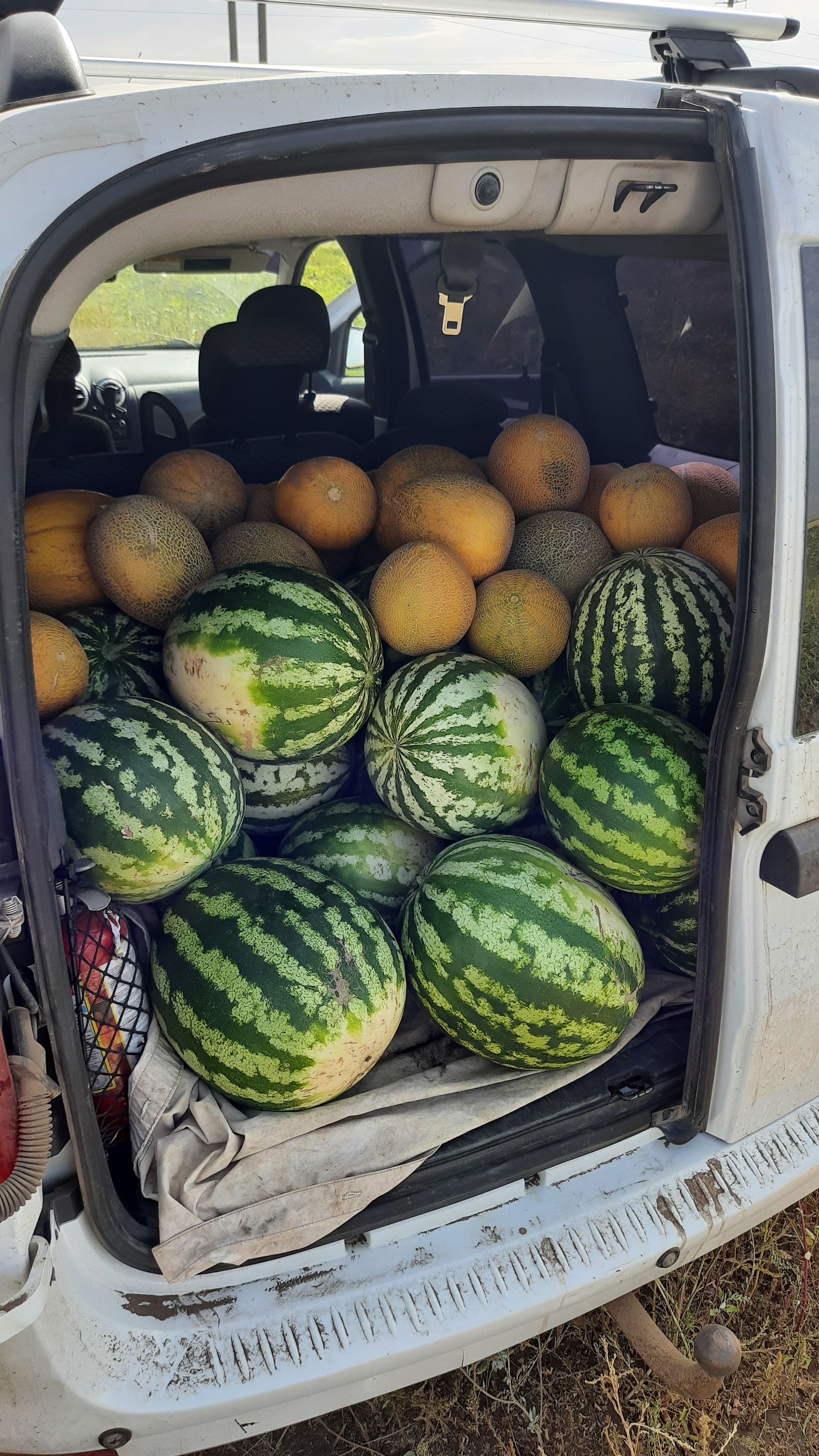 Watermelon wanted - Watermelon, Harvest, Longpost, Melon, Bakhcha