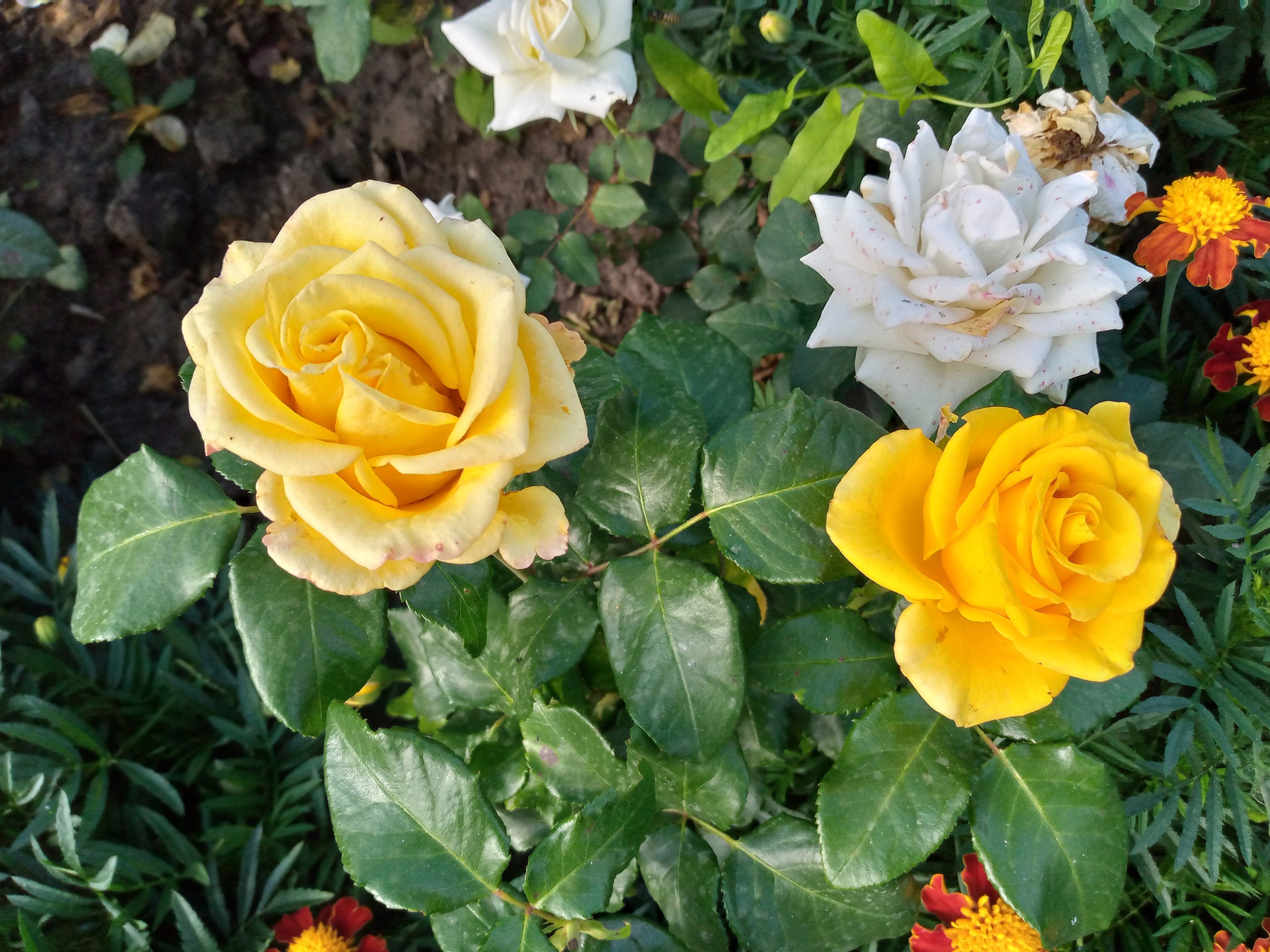 Just a dacha - My, Garden, Relaxation, Flowers, Longpost