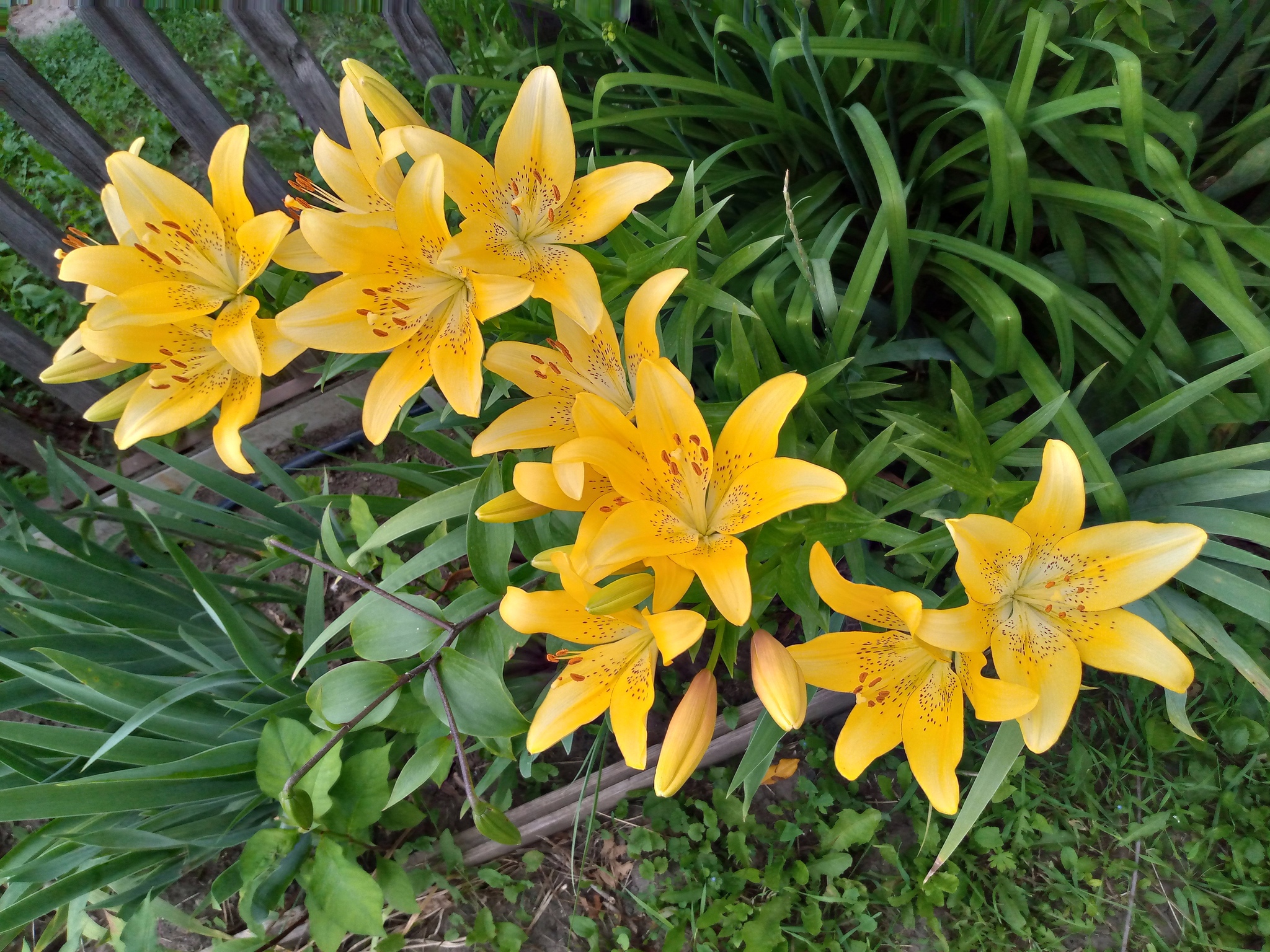 Just a dacha - My, Garden, Relaxation, Flowers, Longpost