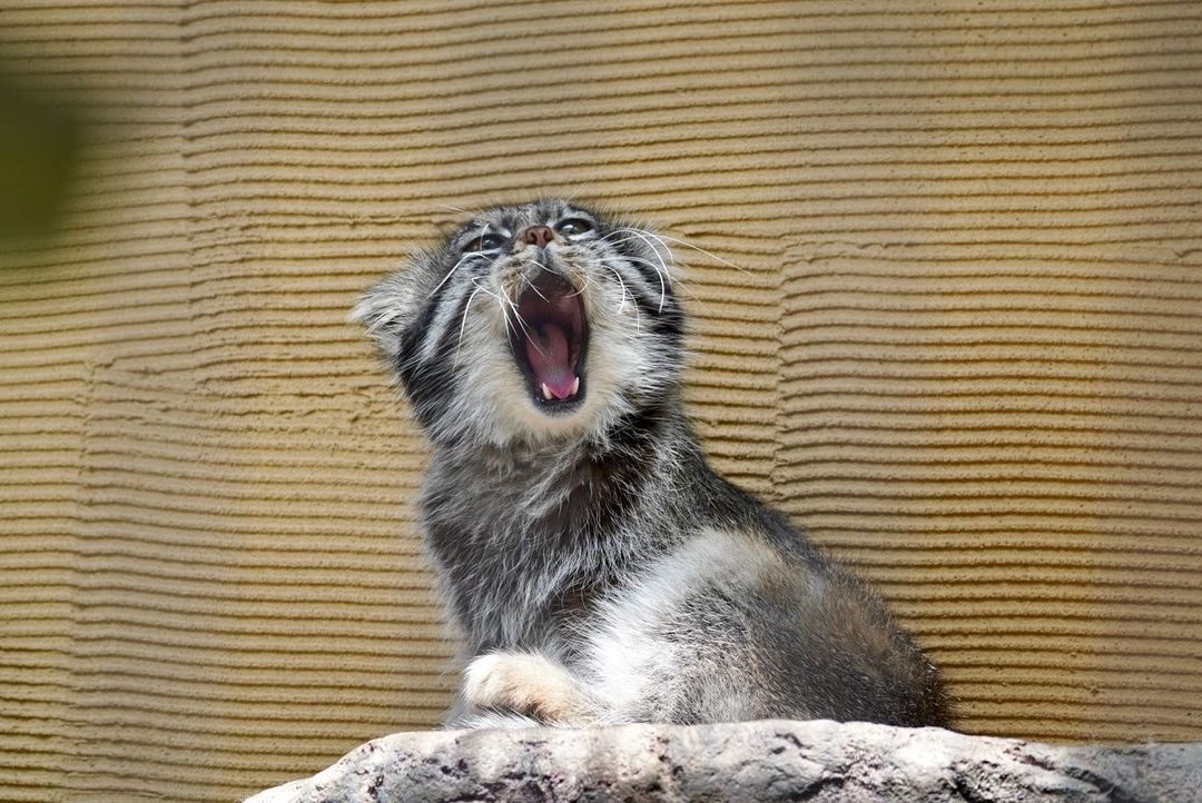 singing lesson - Pallas' cat, Pet the cat, Cat family, Small cats