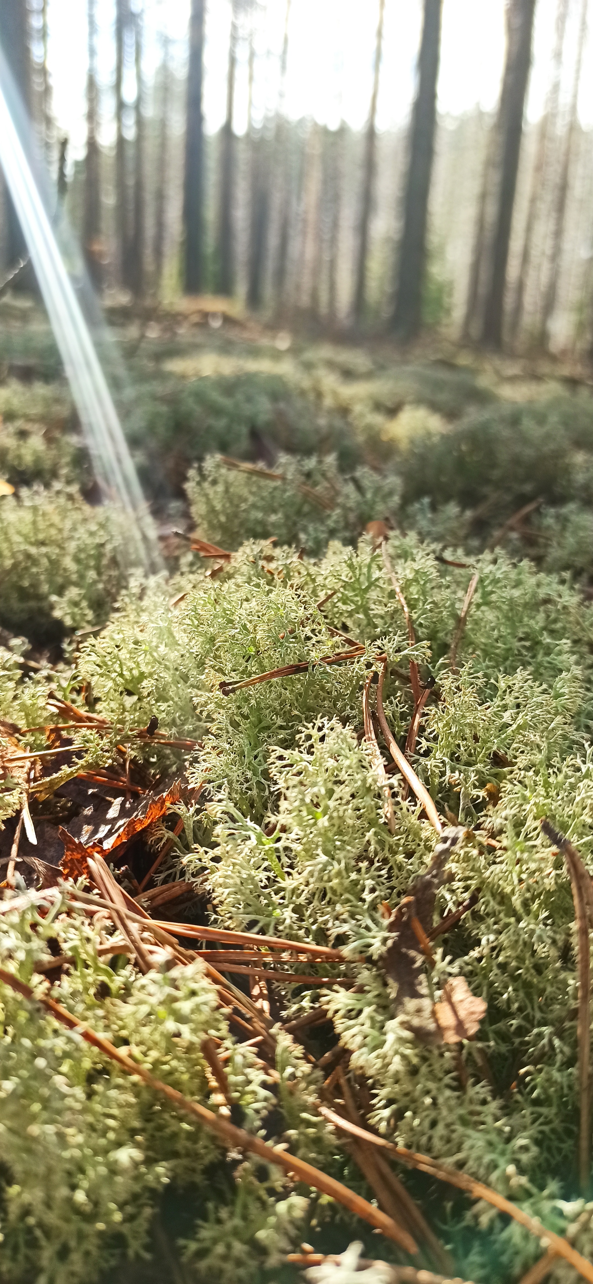 ancient forest - My, Moss, Forest, Macro photography, Light, Longpost