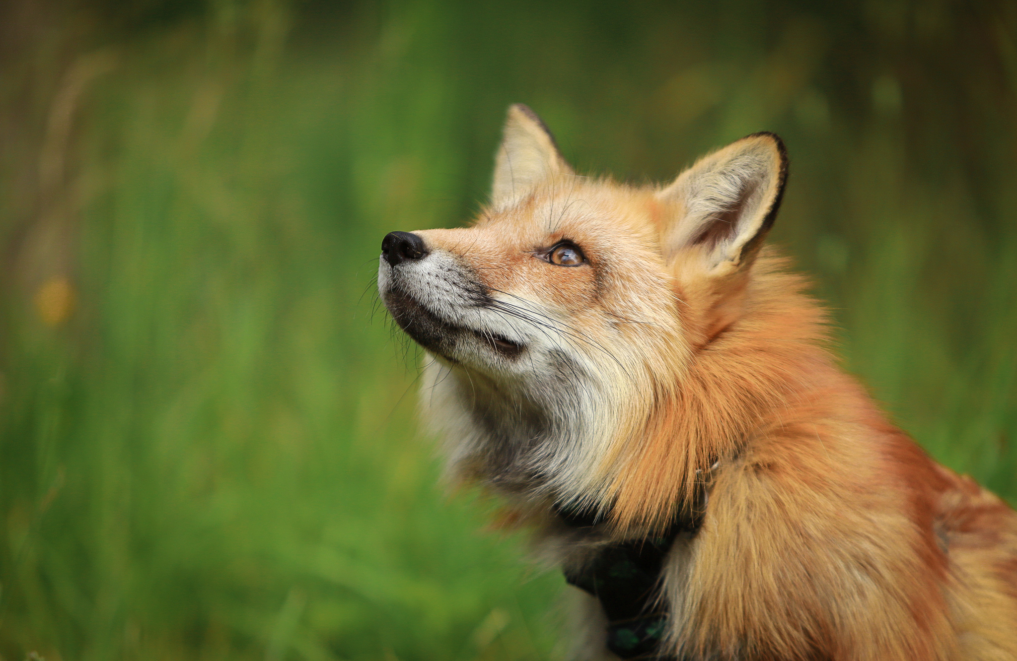 Simplico's domestic fox - My, Fox, Pets, Domestic fox, Summer, Longpost